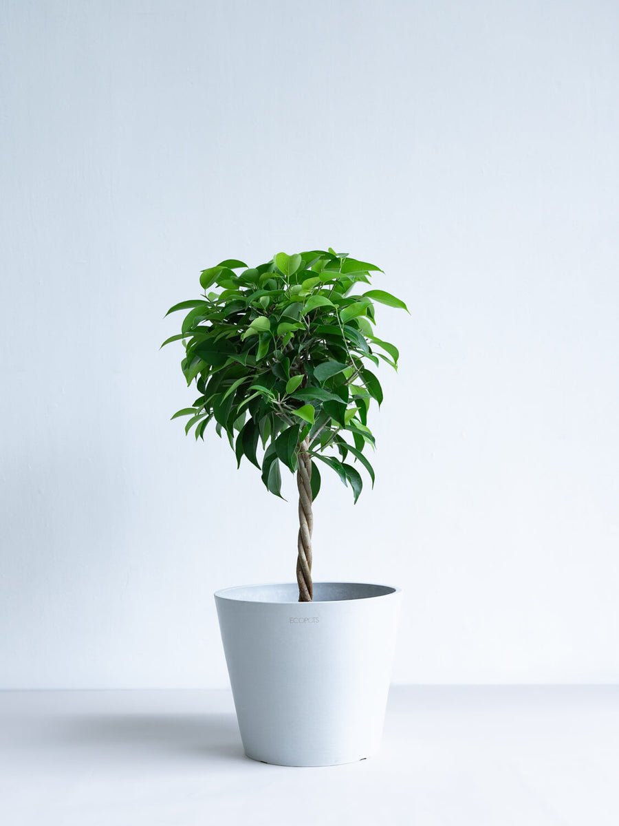 フィカス・ベンジャミン | 観葉植物の通販 AND PLANTS (アンドプランツ)