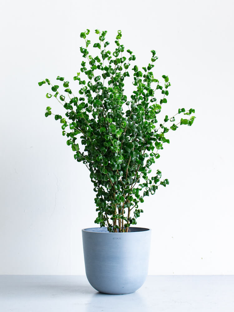 フィカス・ベンジャミン・バロック 8号 | 観葉植物の通販 AND PLANTS