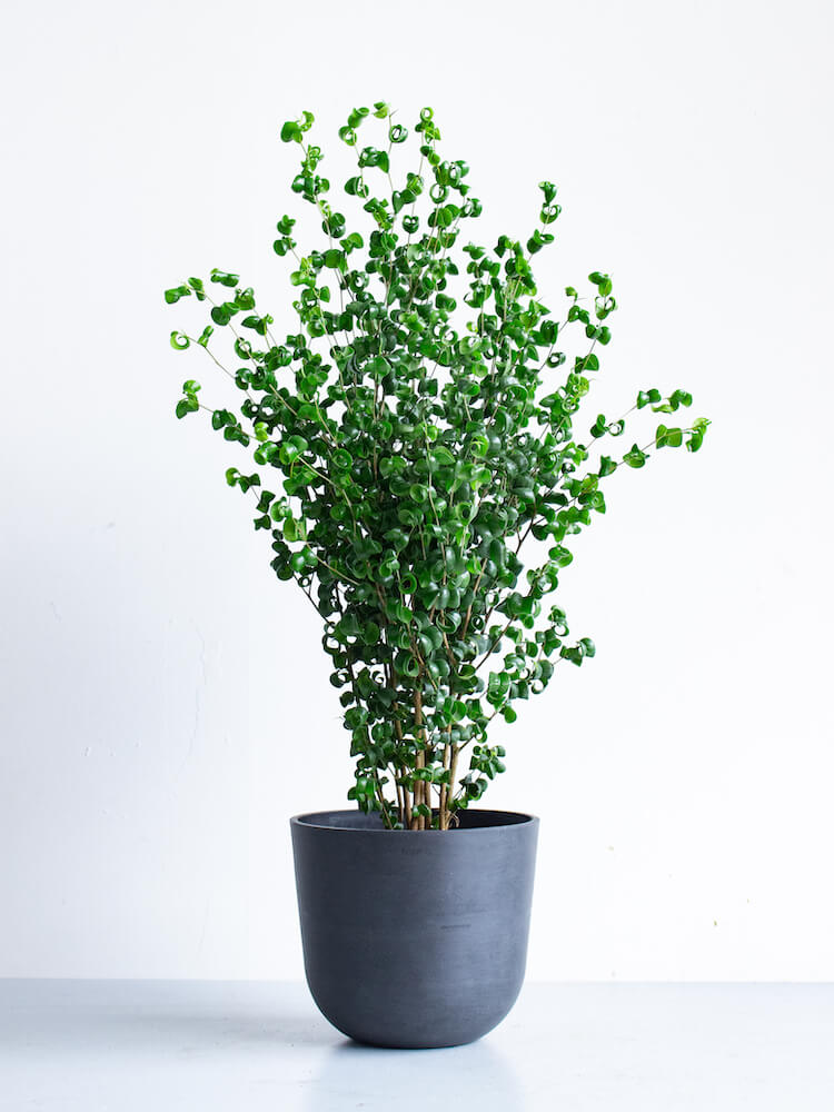 フィカス・ベンジャミン・バロック 8号 | 観葉植物の通販 AND PLANTS