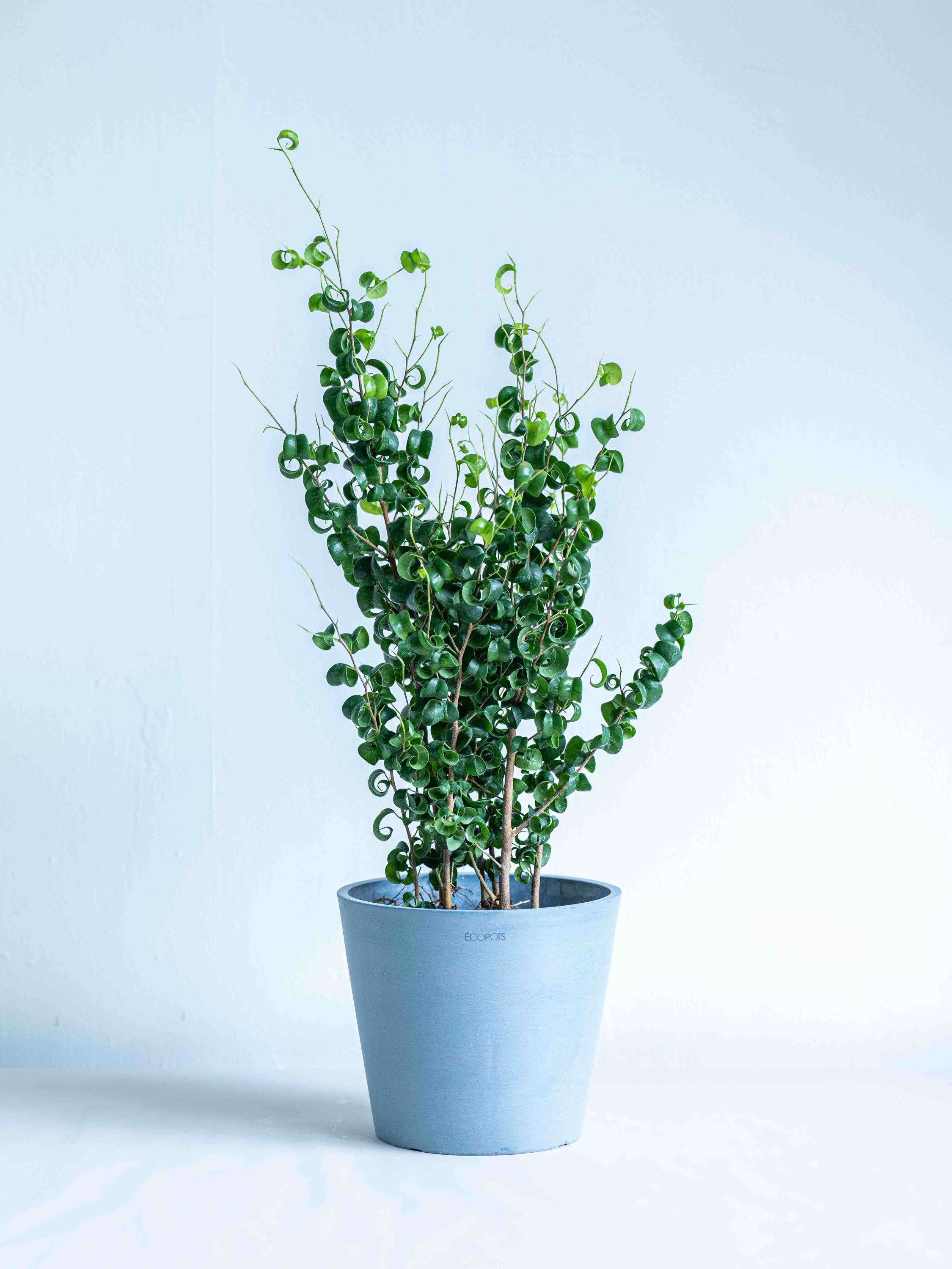 フィカス・ベンジャミナ・バロックS