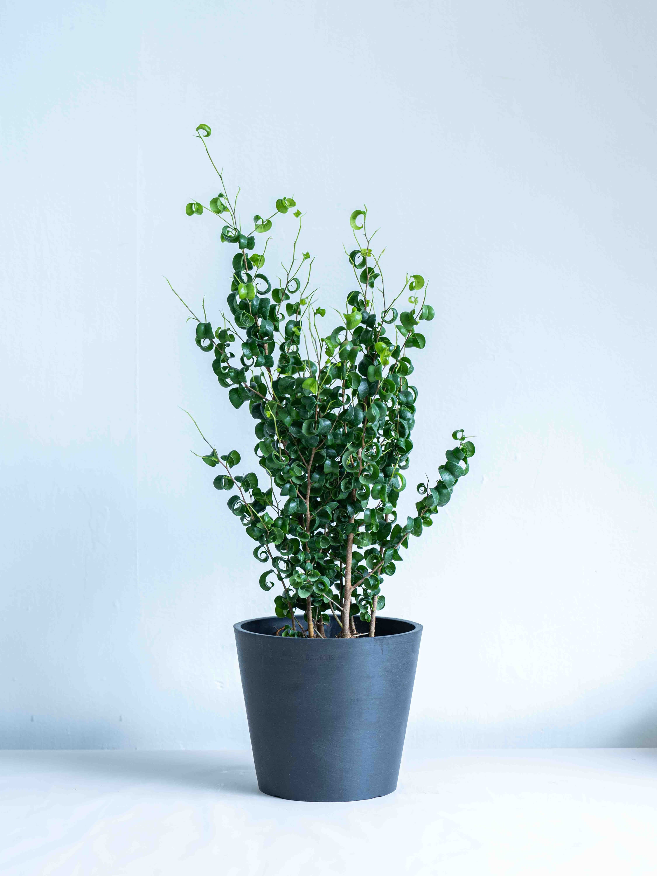 フィカス・ベンジャミナ・バロックS | 観葉植物の通販 AND PLANTS