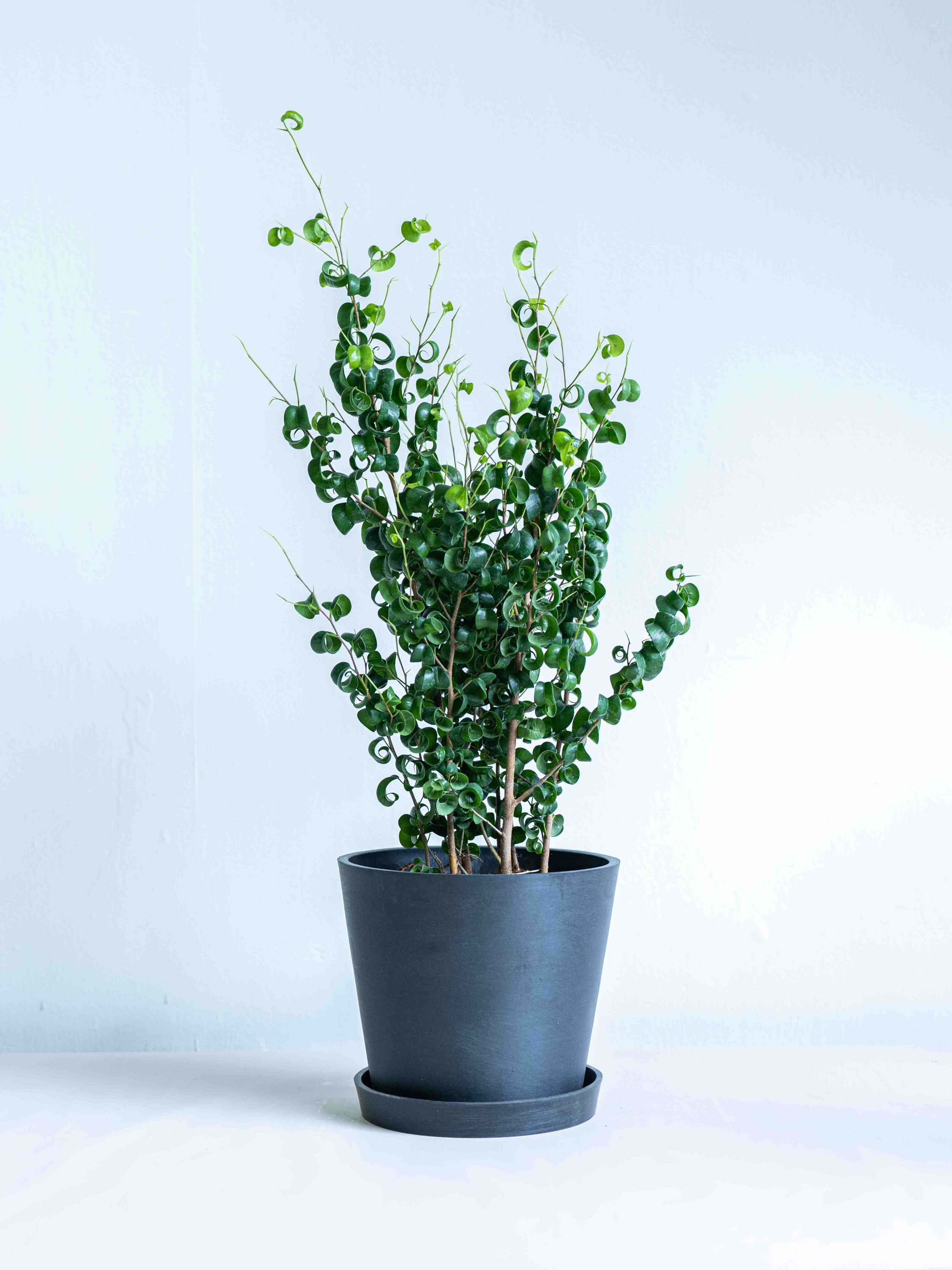 フィカス・ベンジャミナ・バロックS | 観葉植物の通販 AND PLANTS