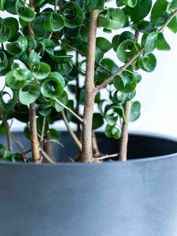 フィカス・ベンジャミナ・バロックS