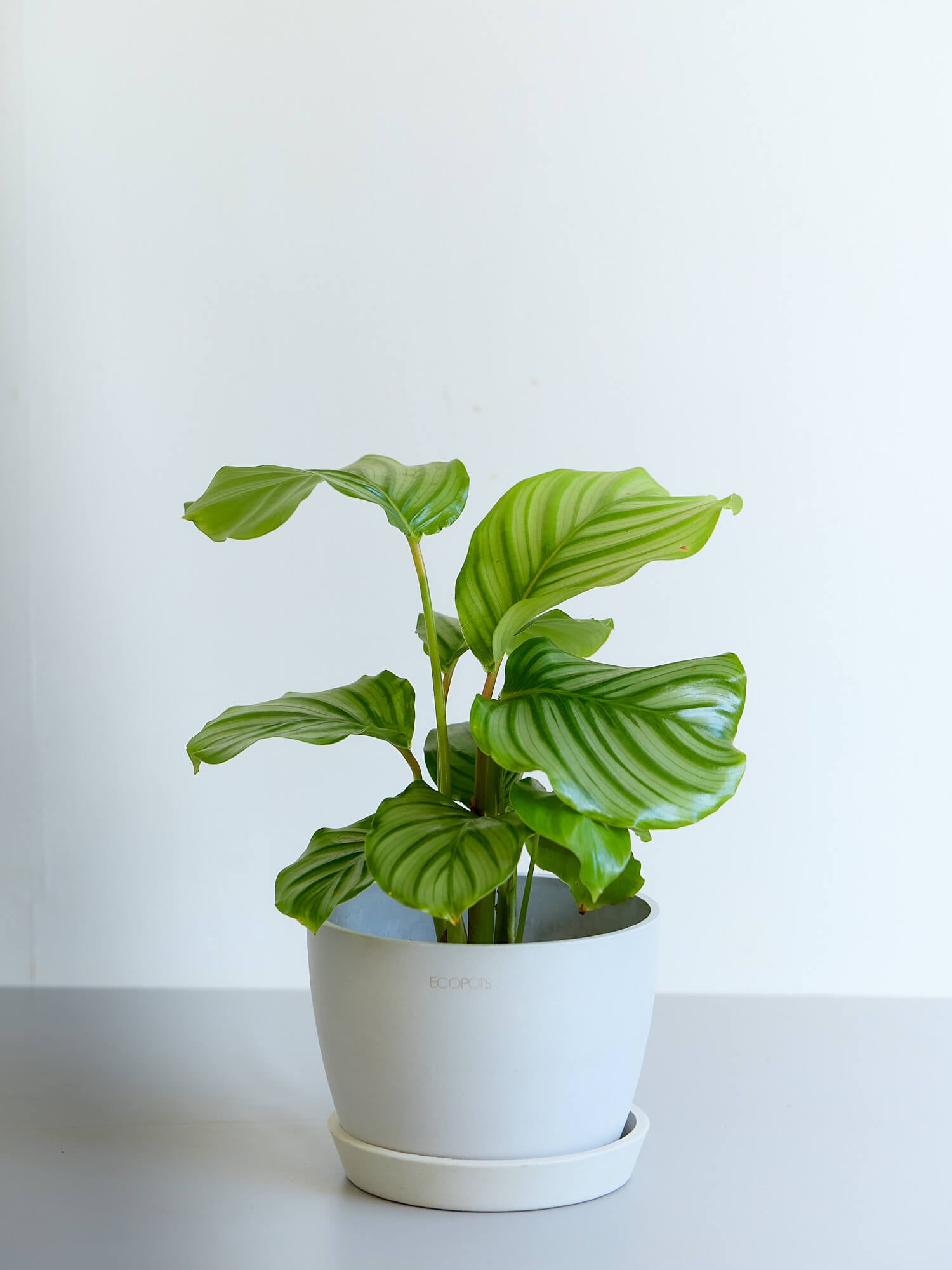 カラテア・オービフォリア5号