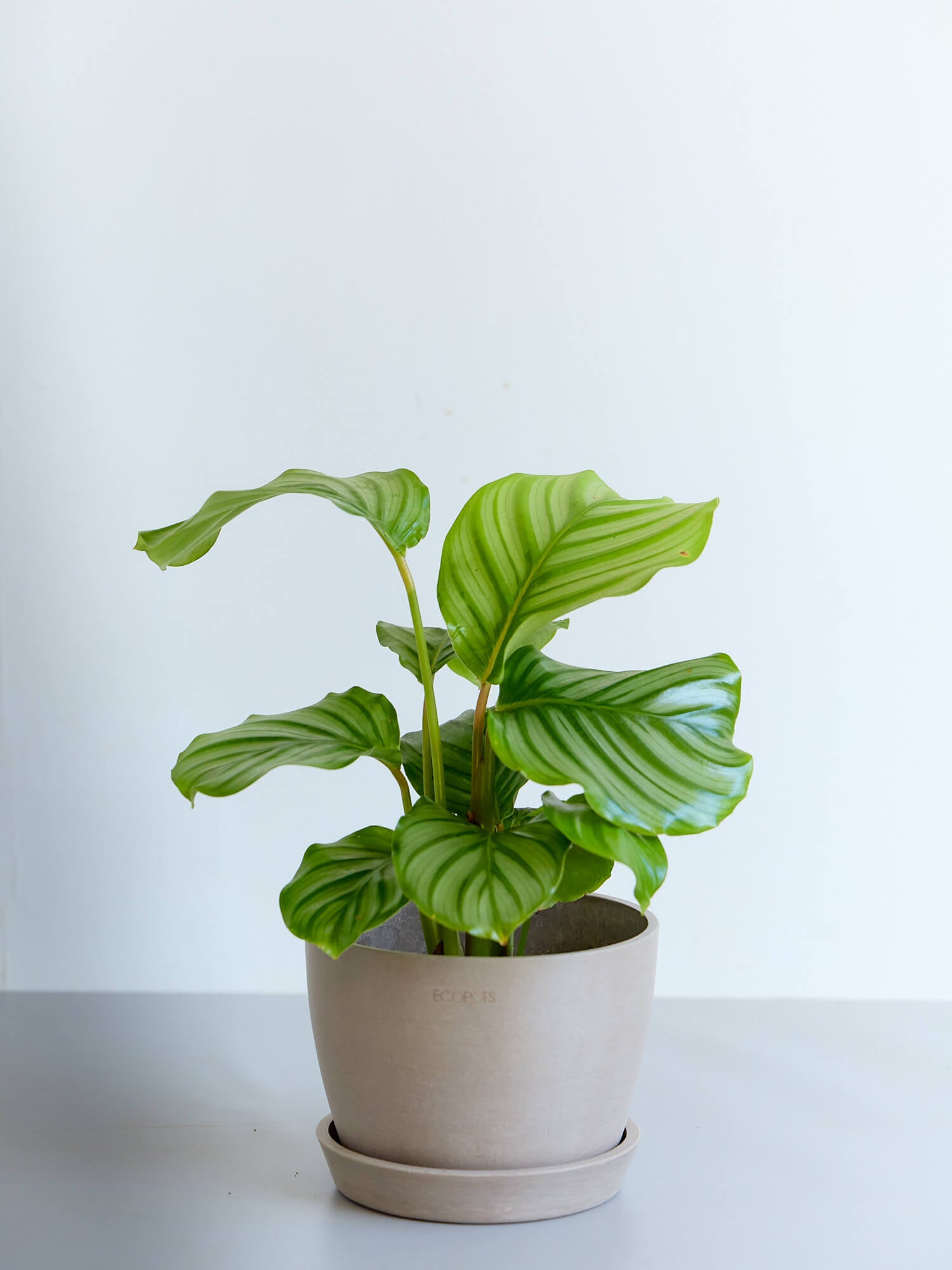 カラテア・オービフォリア Table-L | 観葉植物の通販 AND PLANTS