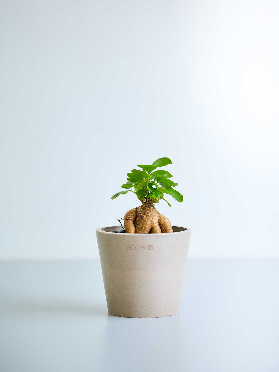 ガジュマル 3号 | 観葉植物の通販 AND PLANTS (アンドプランツ)