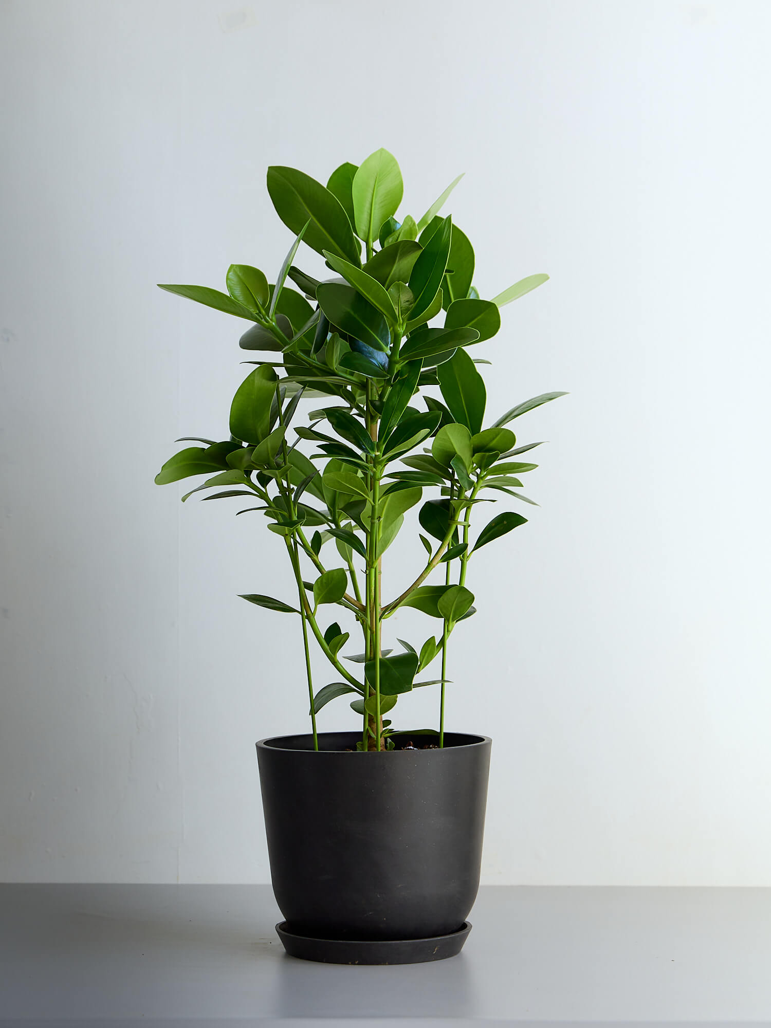 クルシア・ロゼア・プリンセス M| 観葉植物通販 AND PLANTS (アンド 