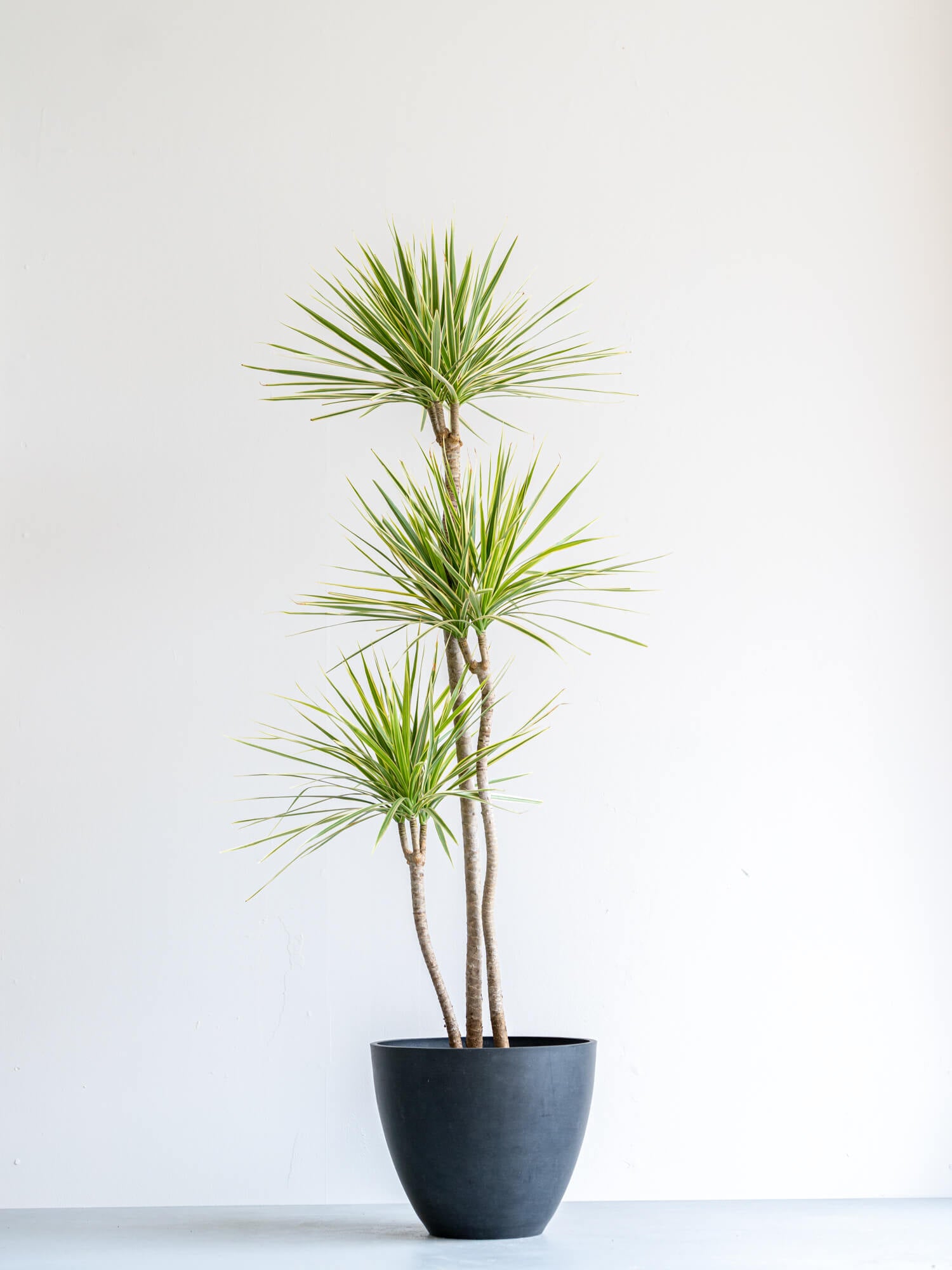 ドラセナ | 観葉植物の通販 AND PLANTS (アンドプランツ)