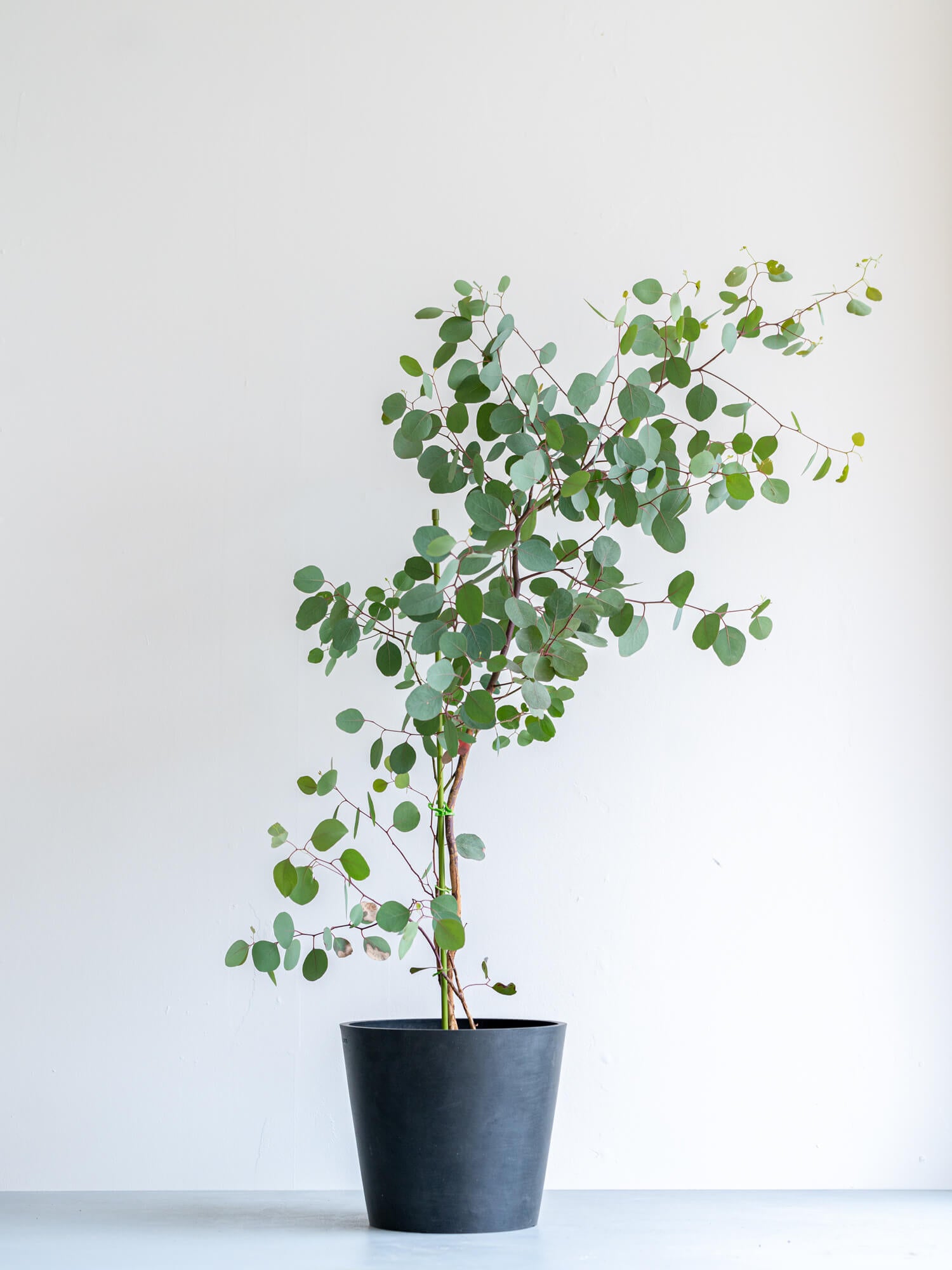 まん丸葉が可愛い♪ユーカリポポラス 樽型鉢植え 苗 シンボルツリー 