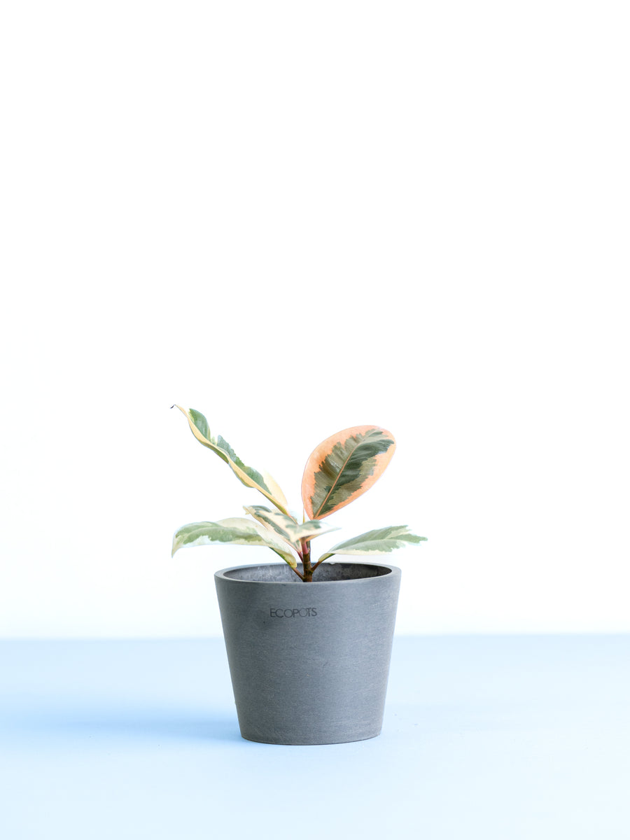 フィカス 3号 | 観葉植物の通販 AND PLANTS (アンドプランツ)