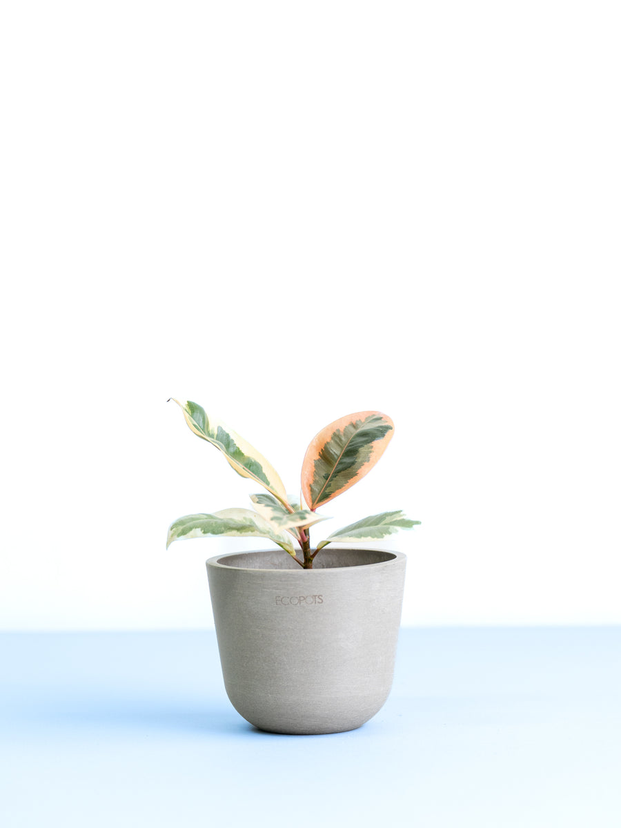 フィカス　SP スパークル　３号 フィカス・ティネケ 3号 | 観葉植物の通販 AND PLANTS (アンドプランツ)