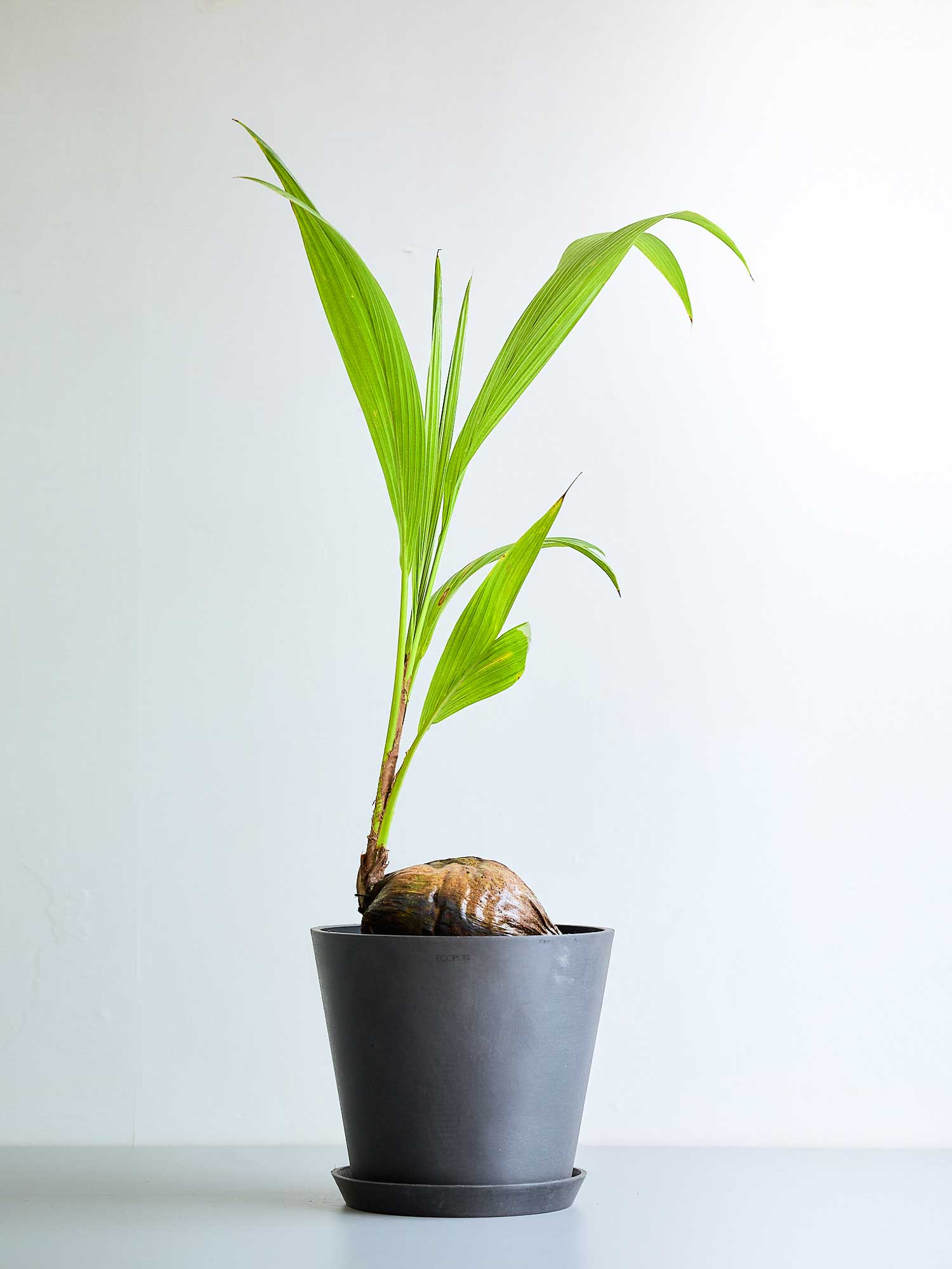 ココヤシ M| 観葉植物通販 AND PLANTS (アンドプランツ)