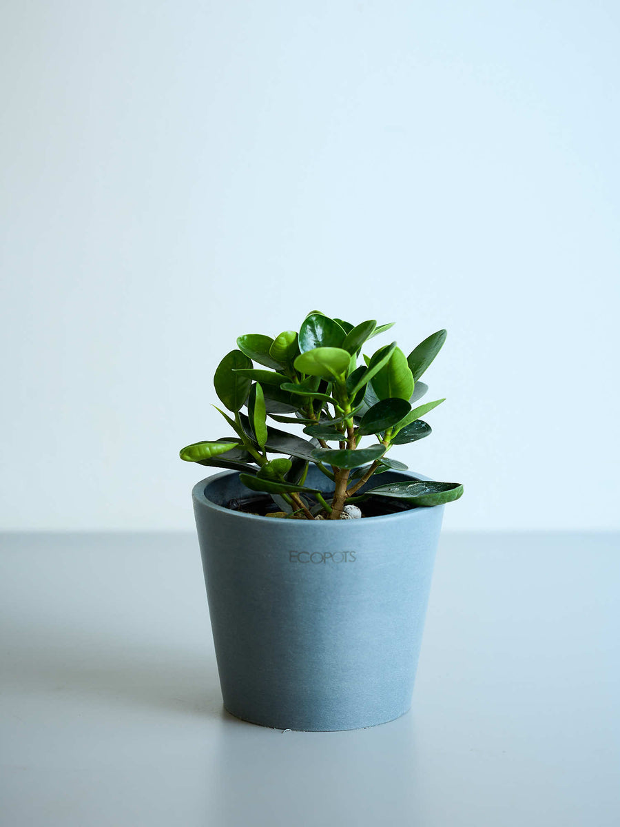 パンダガジュマル | 観葉植物の通販 AND PLANTS (アンドプランツ)