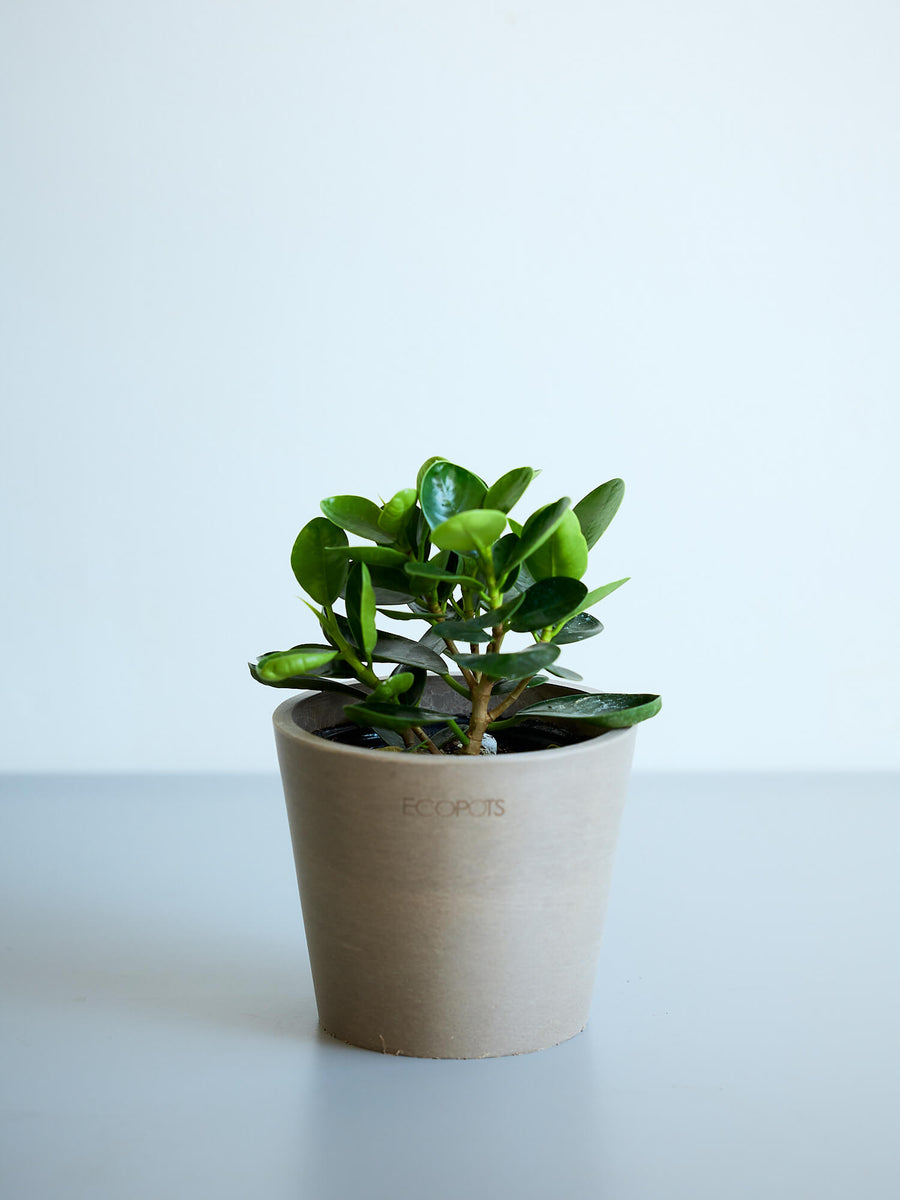 ガジュマル 3号 | 観葉植物の通販 AND PLANTS (アンドプランツ)