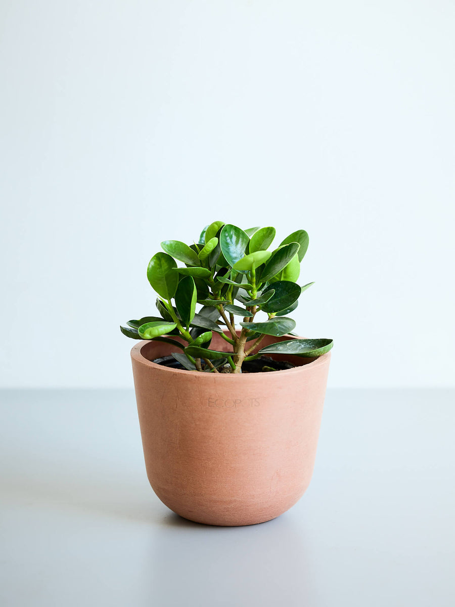 パンダガジュマル | 観葉植物の通販 AND PLANTS (アンドプランツ)