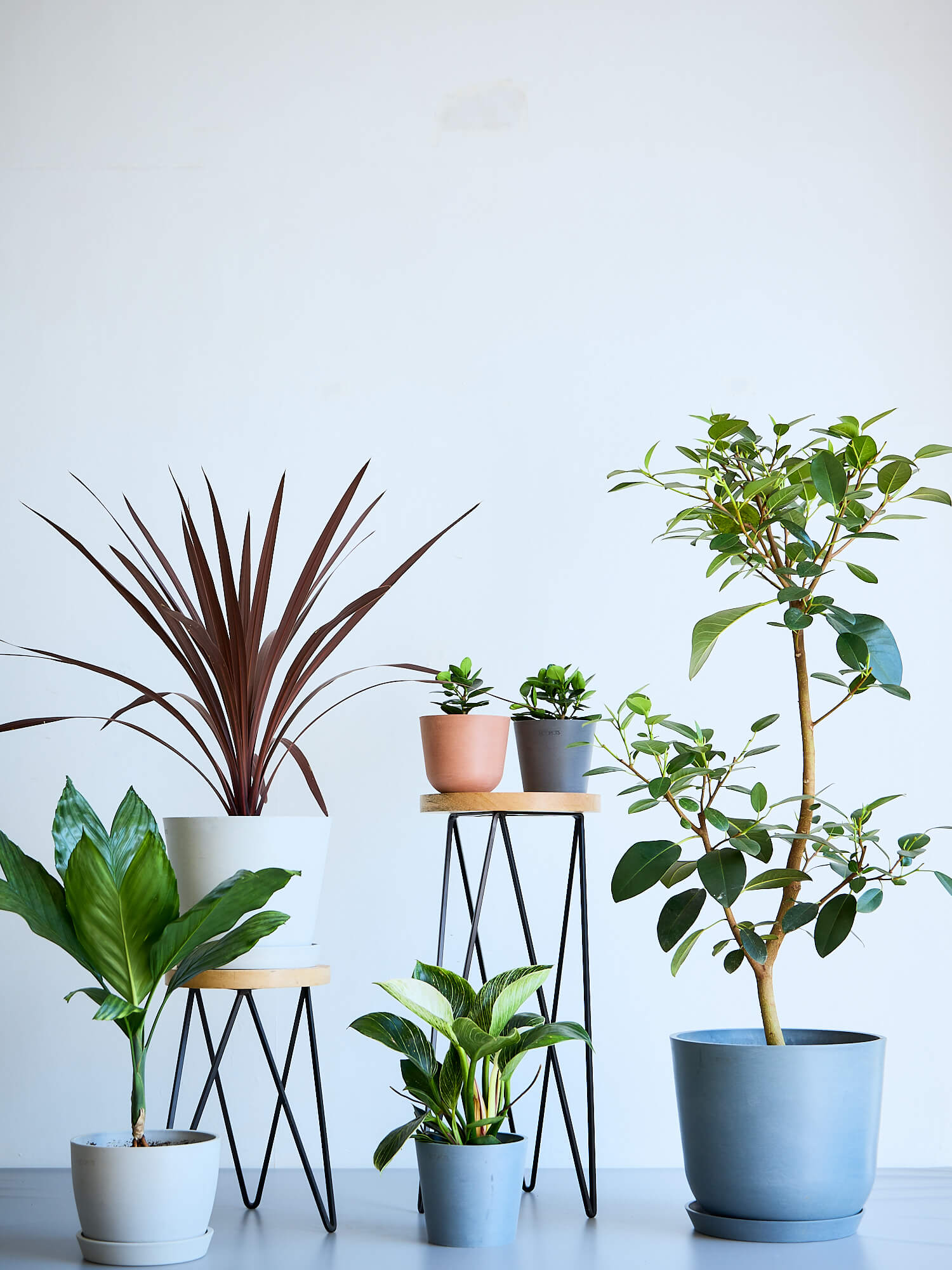 パンダガジュマル Table-S| 観葉植物通販 AND PLANTS (アンドプランツ)