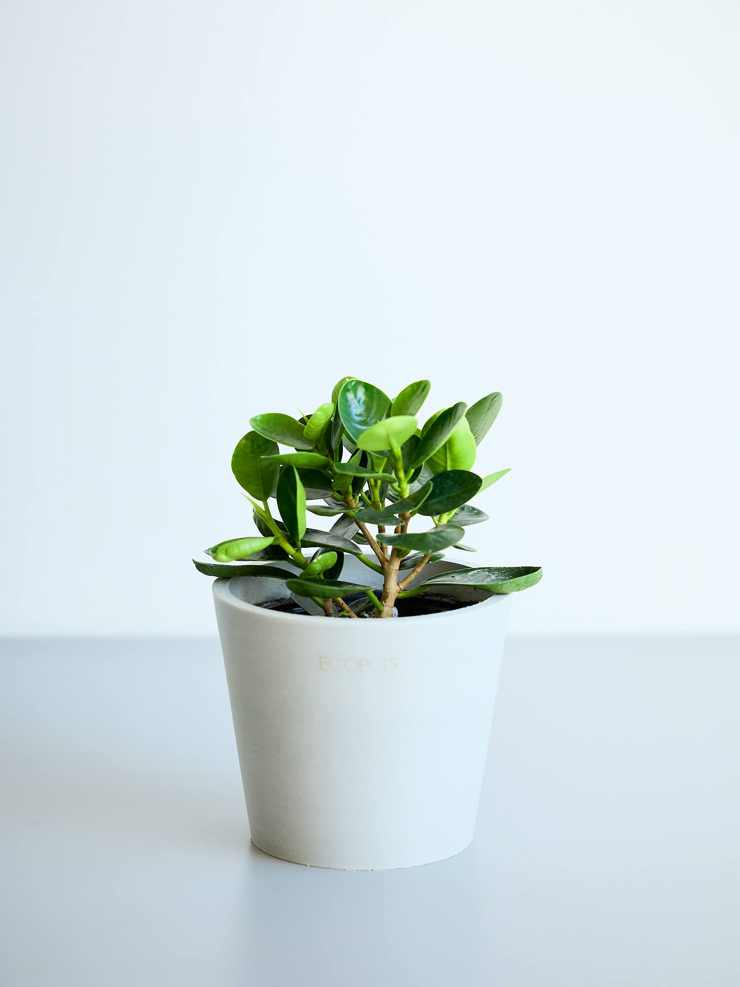 パンダガジュマル　ご希望の商品を選べます② パンダガジュマル Table-S | 観葉植物の通販 AND PLANTS (アンドプランツ)