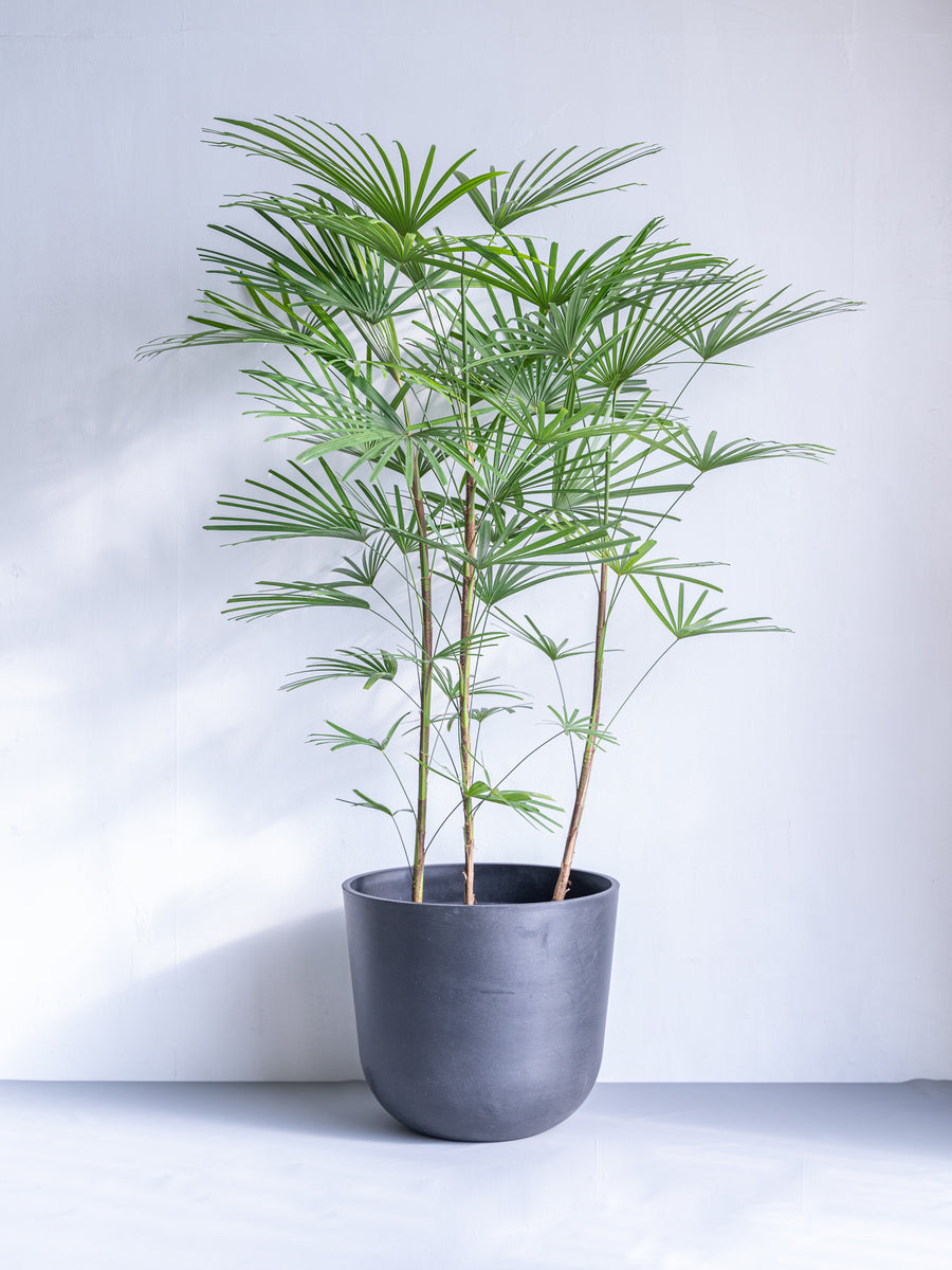 雲南シュロチク | 観葉植物の通販 AND PLANTS (アンドプランツ)