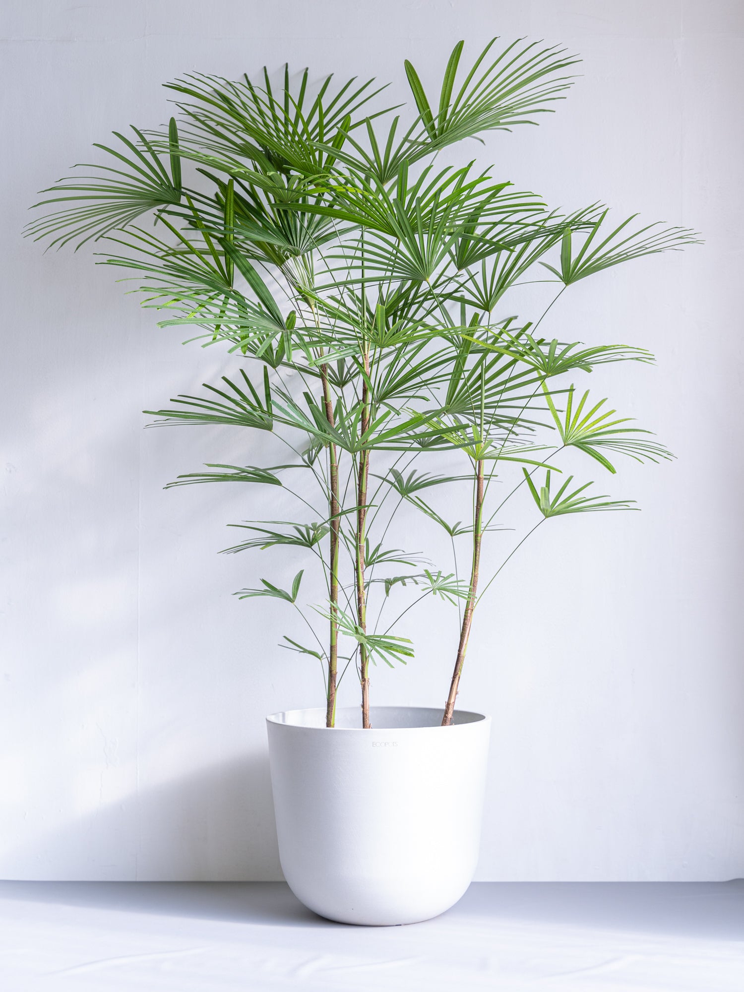 Ha Lu Ka 観葉植物　シュロチク　高さ２２５センチ 観葉植物 シュロチク（棕櫚竹） 10号 リブバスケットNatural