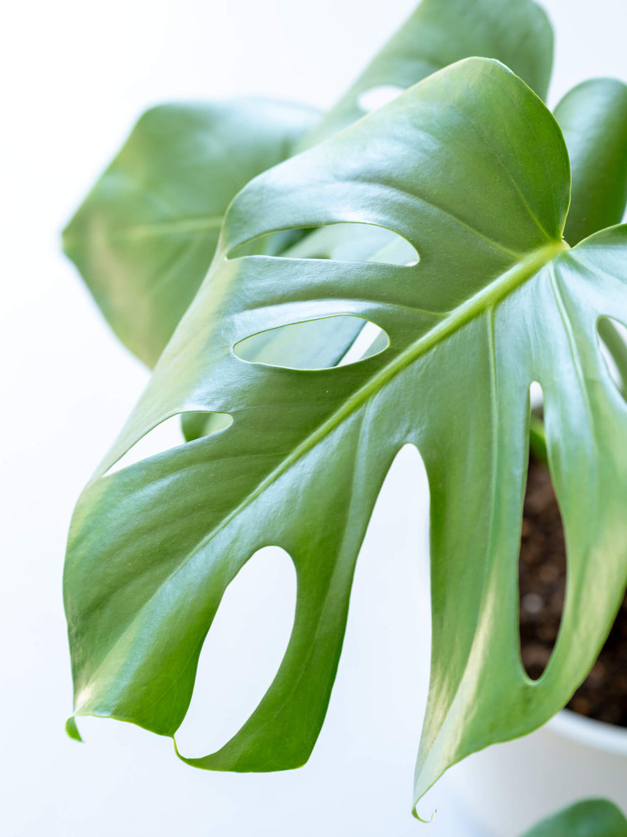 S*u様 【OC株・しわ葉個体】Monstera Ocean モンステラ・オーシ モンステラ・デリシオーサ | 観葉植物の通販 AND PLANTS (アンドプランツ)