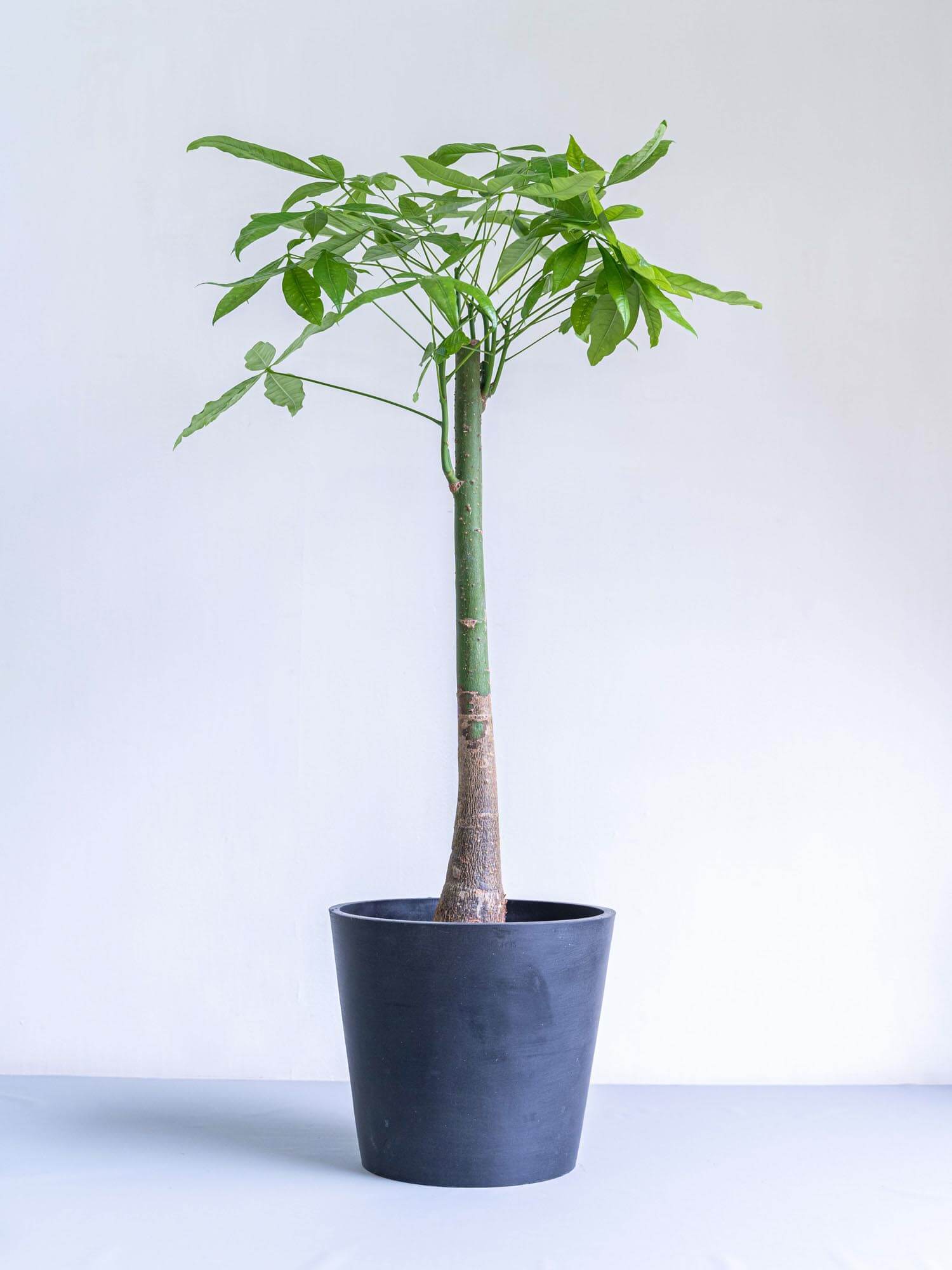 パキラ L | 観葉植物の通販 AND PLANTS (アンドプランツ)