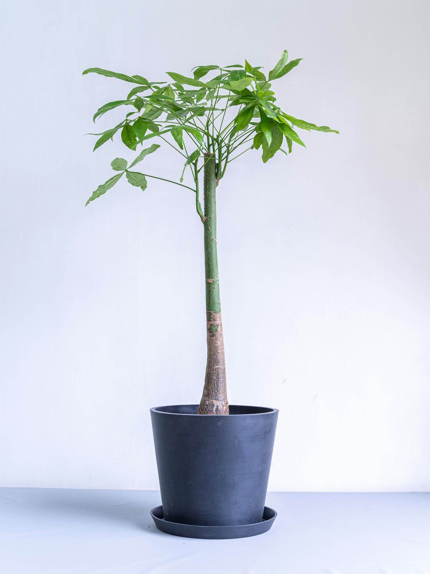 パキラ L | 観葉植物の通販 AND PLANTS (アンドプランツ)
