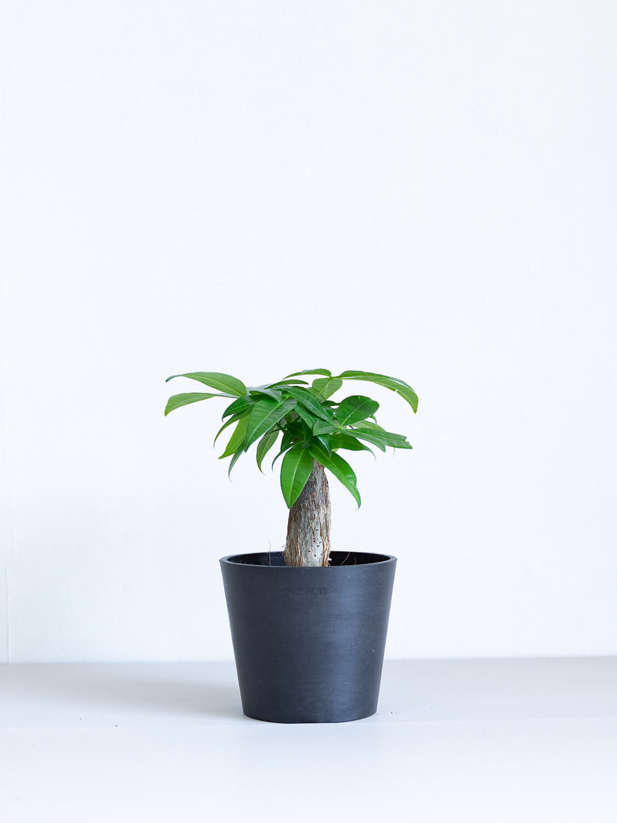 パキラ 4号 | 観葉植物の通販 AND PLANTS (アンドプランツ)