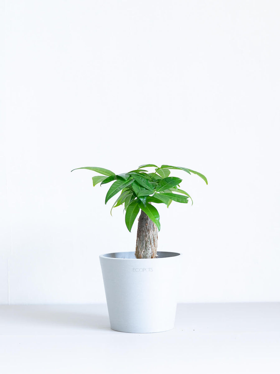 パキラ 4号 | 観葉植物の通販 AND PLANTS (アンドプランツ)