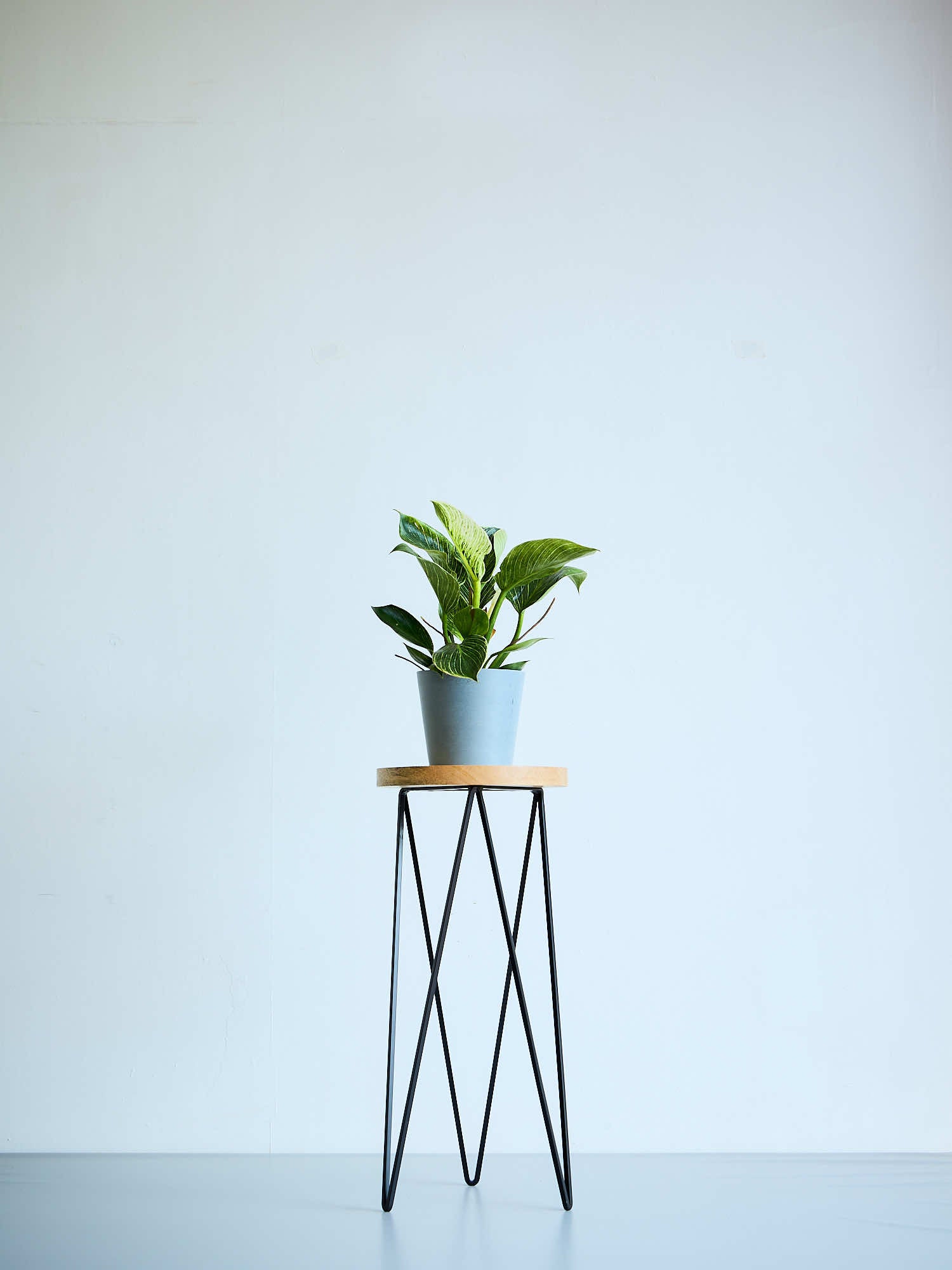 フィロデンドロン・バーキン Table-L | 観葉植物の通販 AND PLANTS