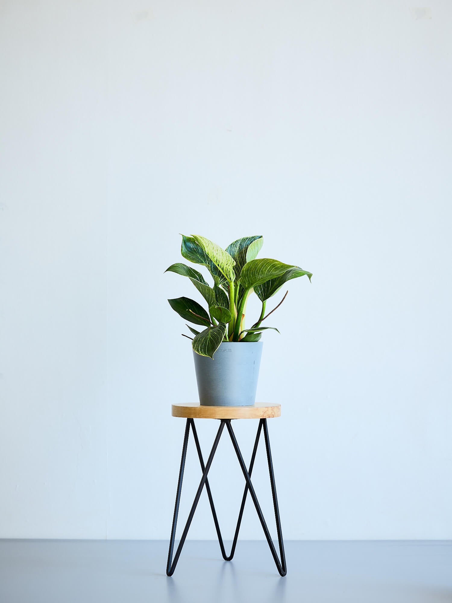 フィロデンドロン・バーキン Table-L | 観葉植物の通販 AND PLANTS