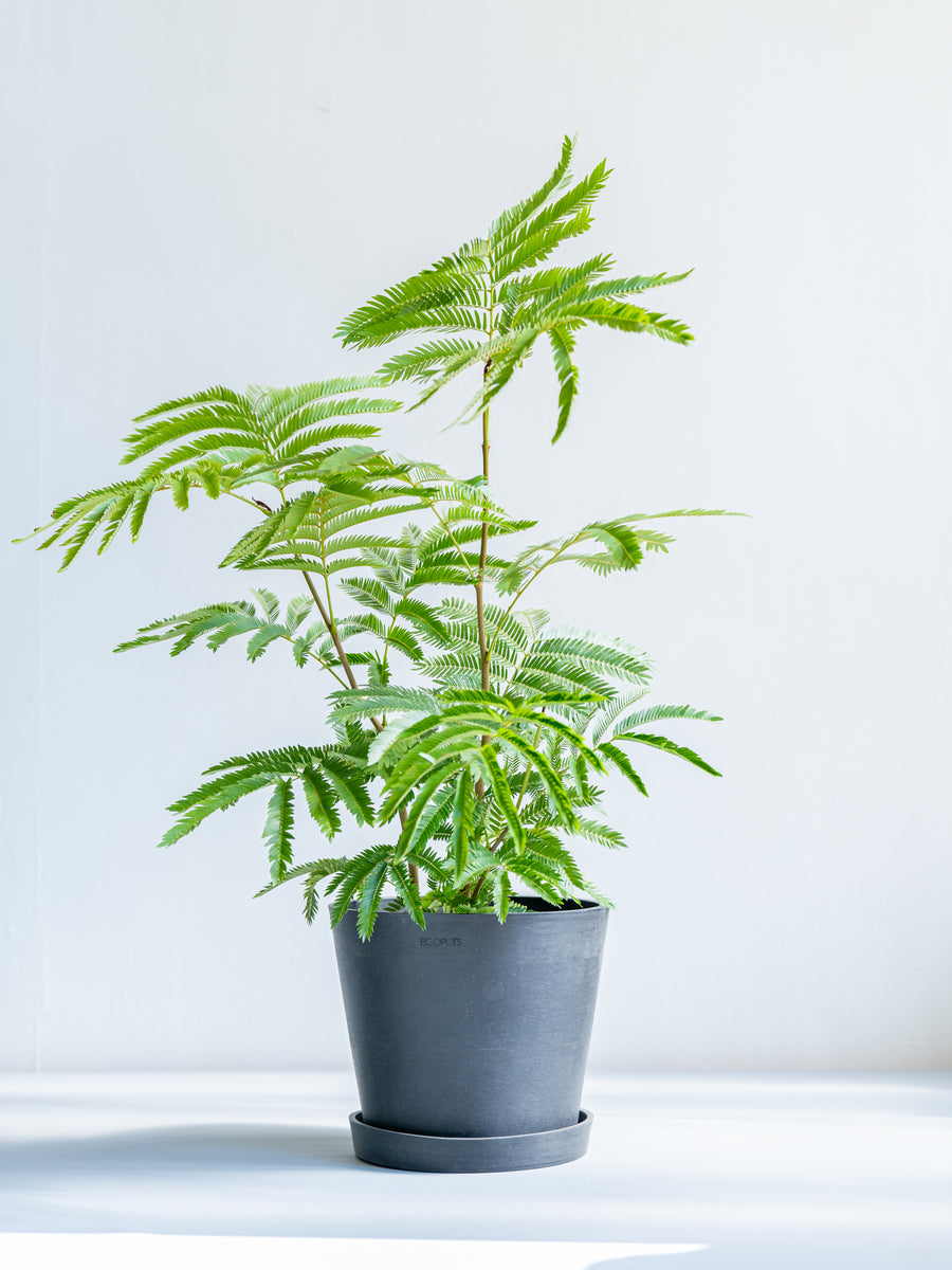 エバーフレッシュ 6号 | 観葉植物の通販 AND PLANTS (アンドプランツ)