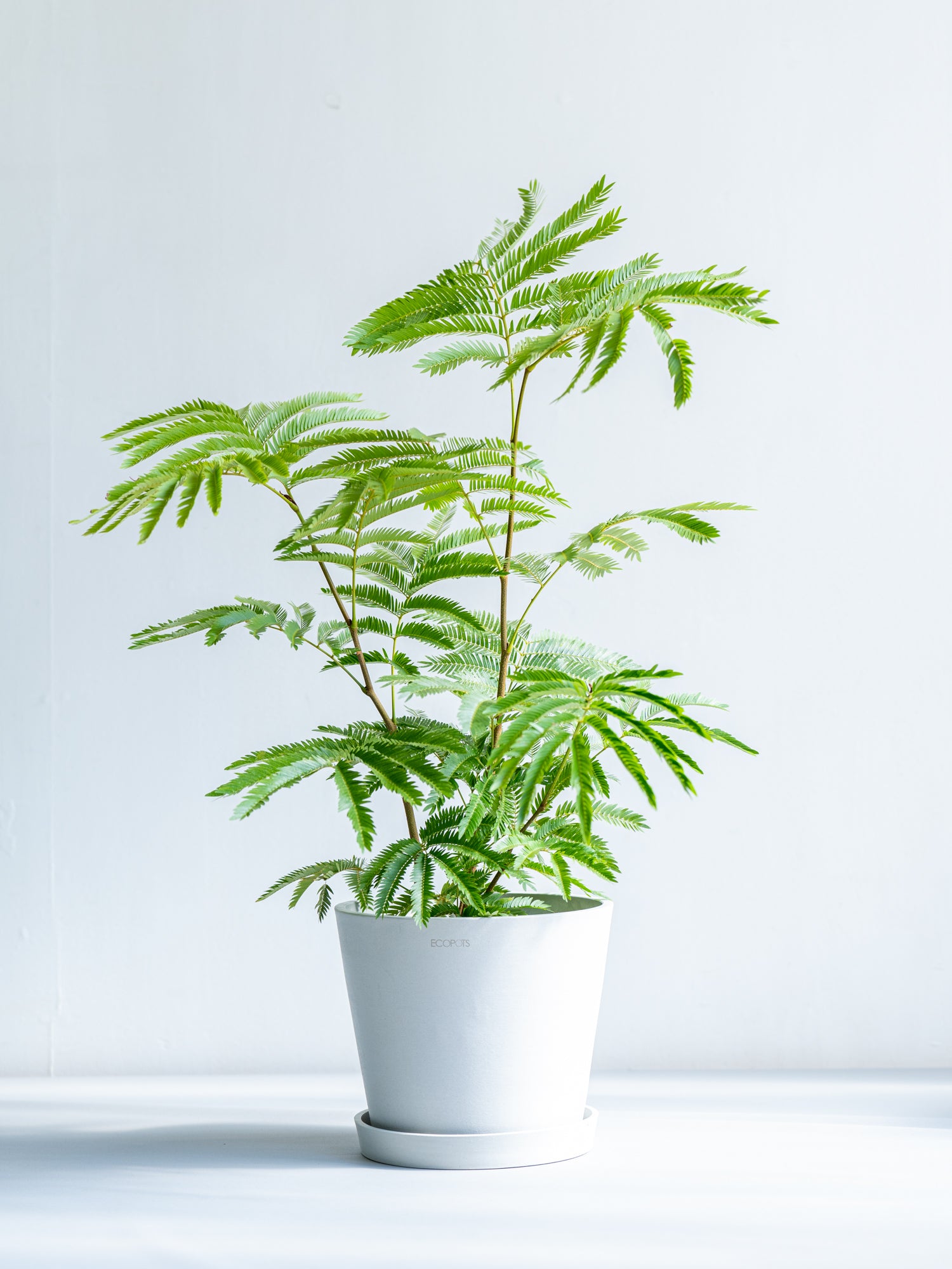 エバーフレッシュ 137cm 8号 S-shaped S字形・曲がり仕立て