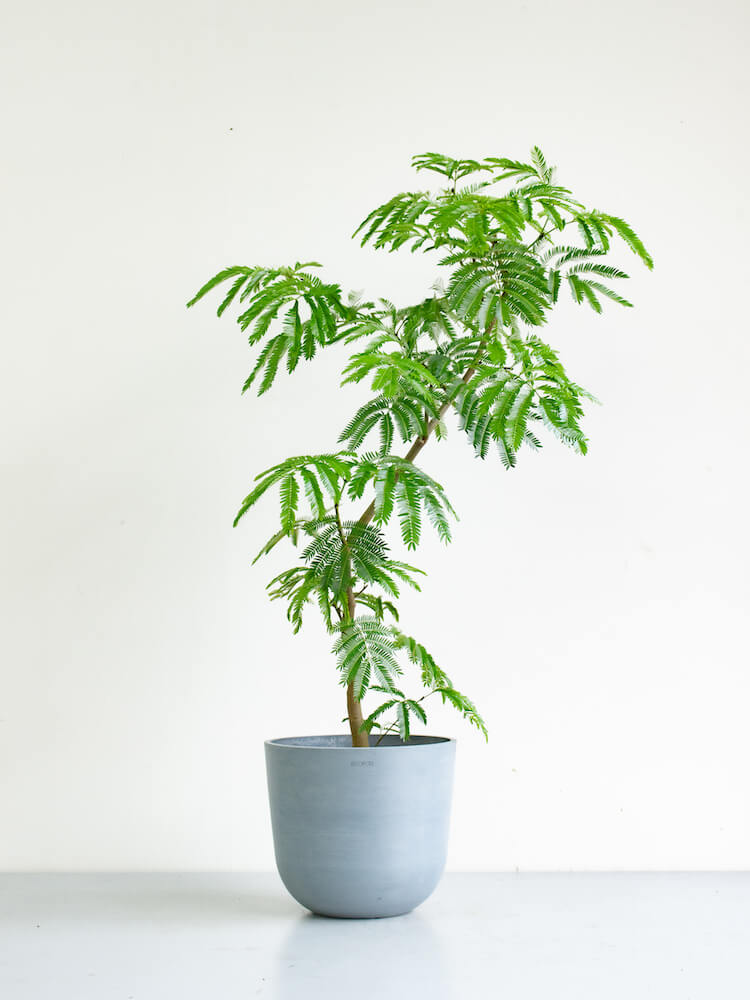エバーフレッシュ まがり | 観葉植物の通販 AND PLANTS (アンドプランツ)