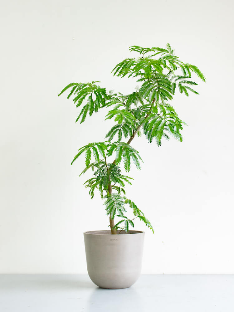 エバーフレッシュ まがり M | 観葉植物の通販 AND PLANTS (アンドプランツ)