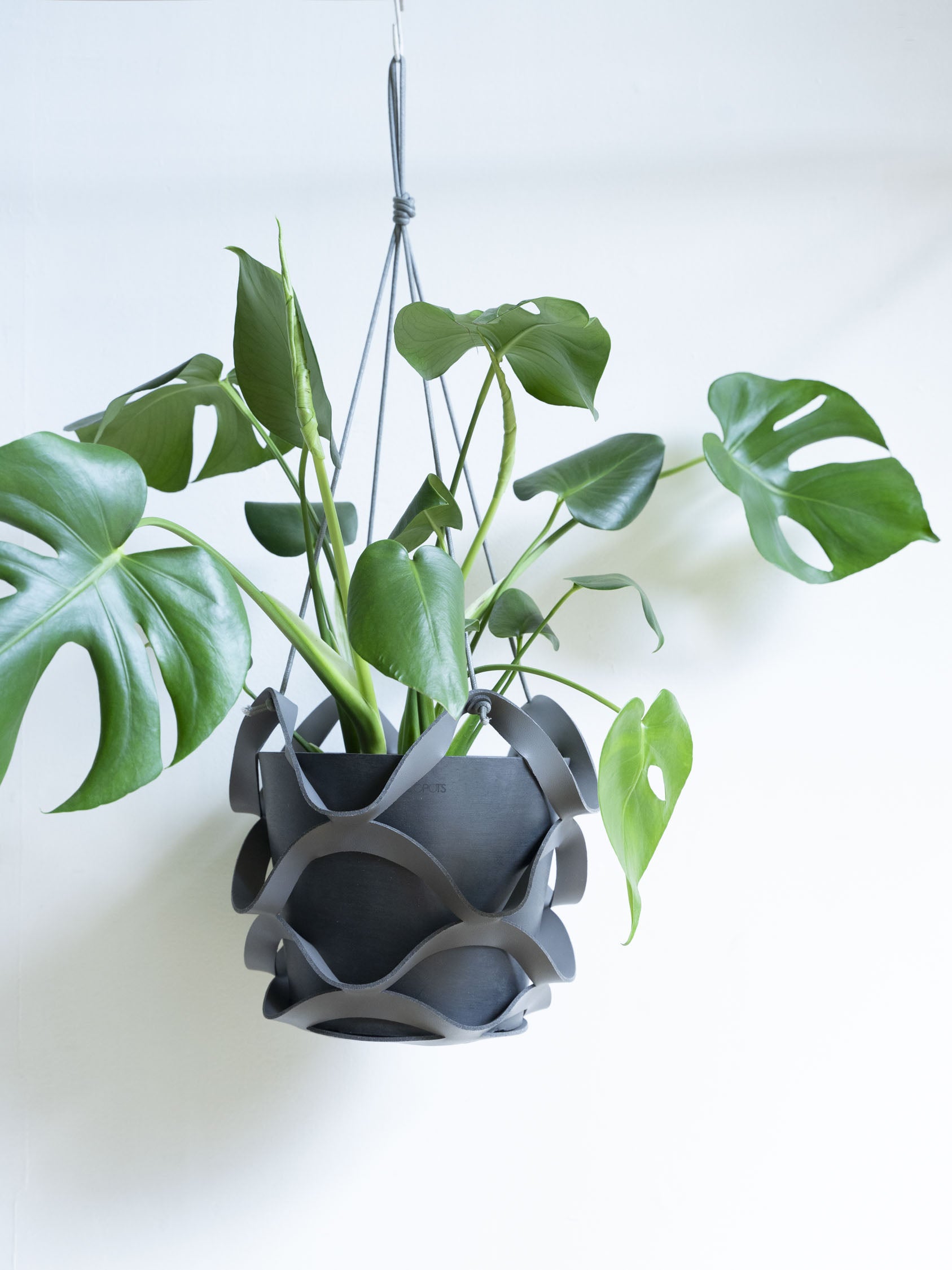 モンステラ・デリシオーサ S | 観葉植物の通販 AND PLANTS (アンド