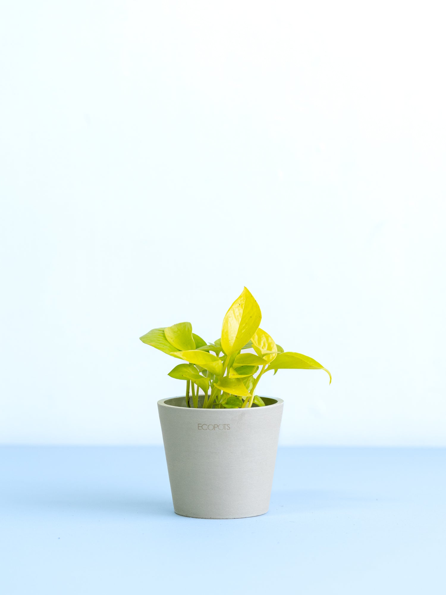 クリアプランツ】ポトス・ライム Table-S | 観葉植物の通販 AND PLANTS