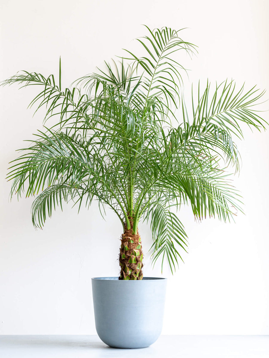 フェニックス・ロベレニー | 観葉植物の通販 AND PLANTS (アンドプランツ)