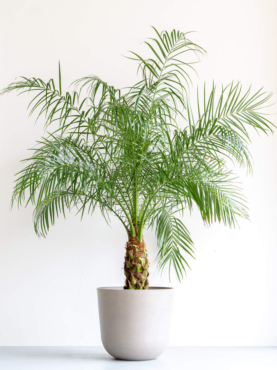 フェニックスロベレニー40 フェニックス・ロベレニー | 観葉植物の通販 AND PLANTS (アンドプランツ)
