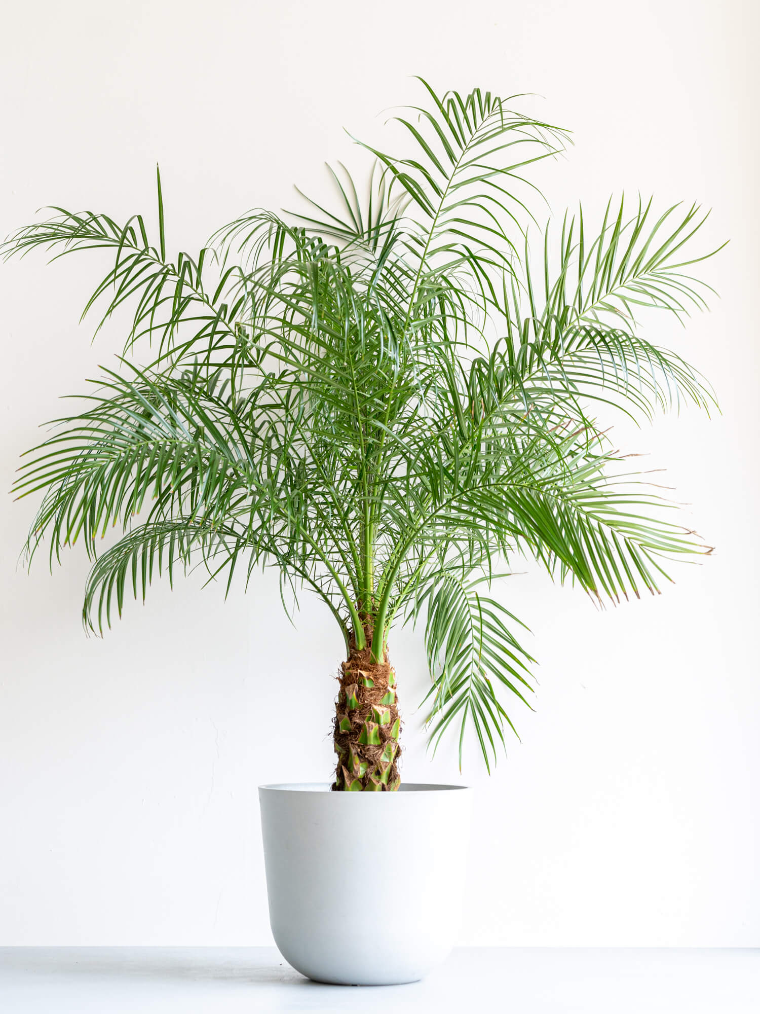 た*ん様 フェニックス・ロベレニー 【3本立 】鉢植え 南国リゾート風 観葉植物 フェニックス・ロベレニー 3本株立ち | Garden-Information