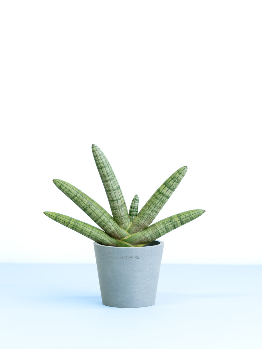 サンスベリア・ボンセレンシス 3号 | 観葉植物の通販 AND PLANTS