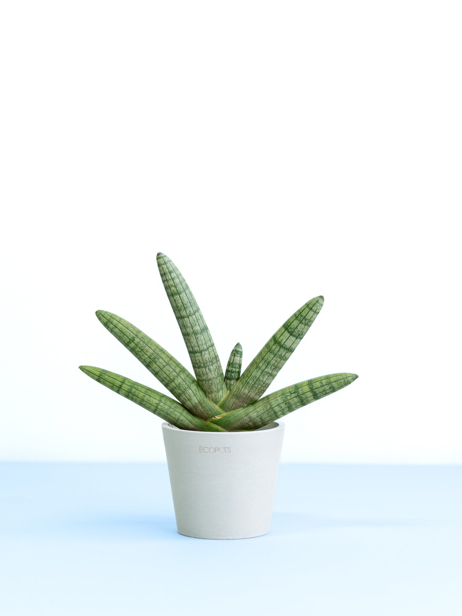 サンスベリア・ボンセレンシス Table-S | 観葉植物の通販 AND