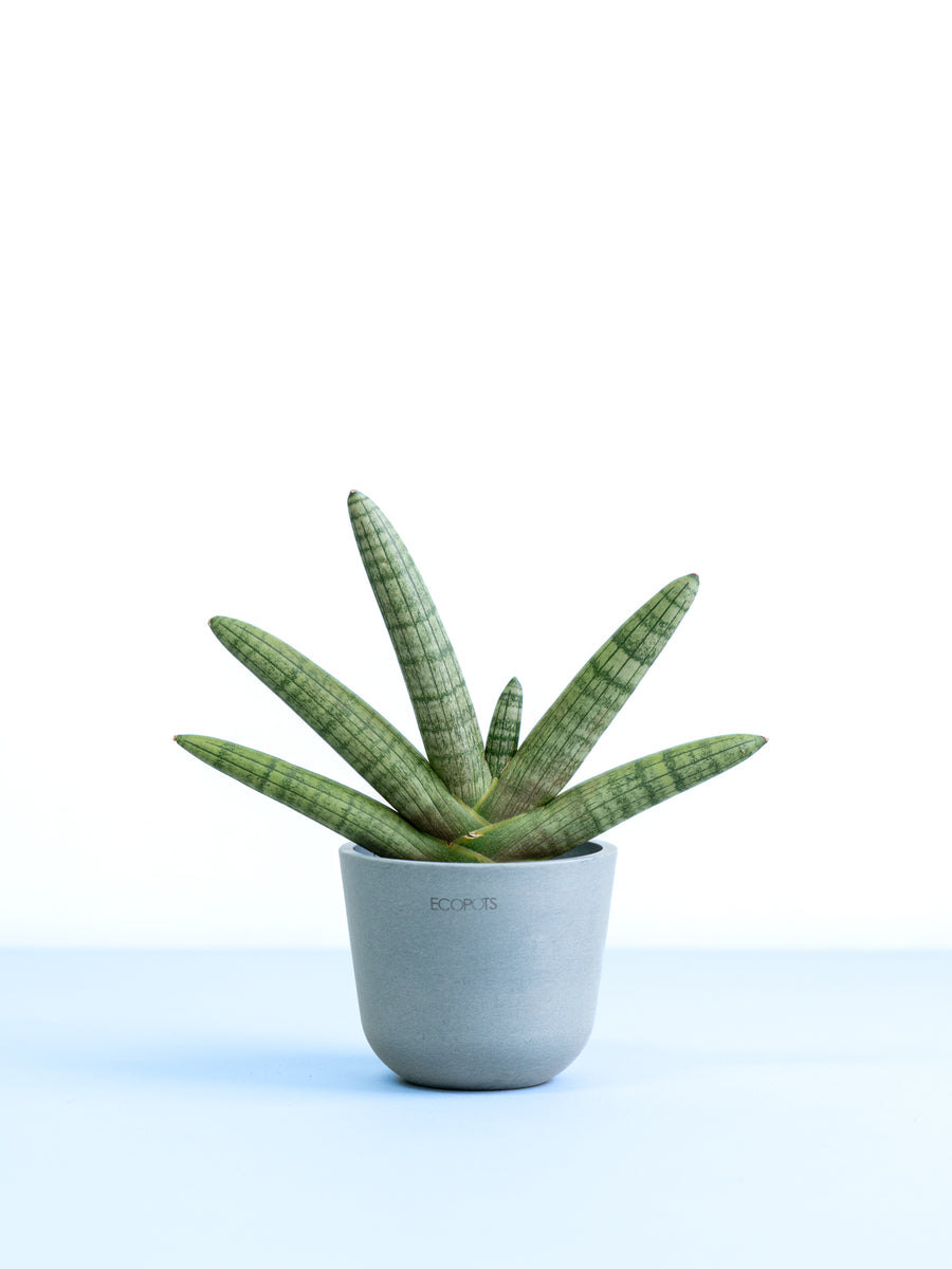 サンスベリア 3号 | 観葉植物の通販 AND PLANTS (アンドプランツ)