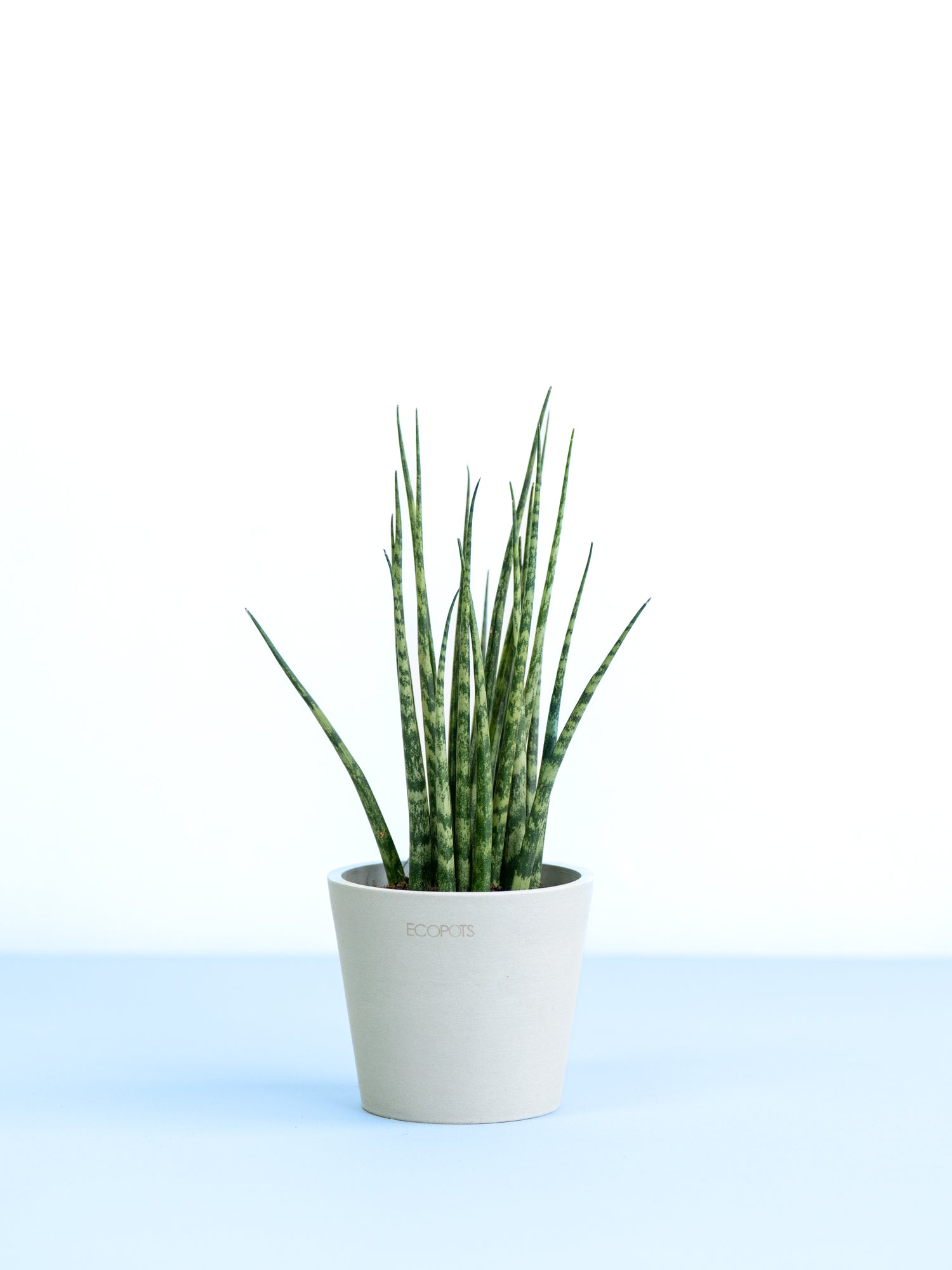 EMP サンセベリア Niaphat dwarf / 仔株付き SA322 EMP サンセベリア