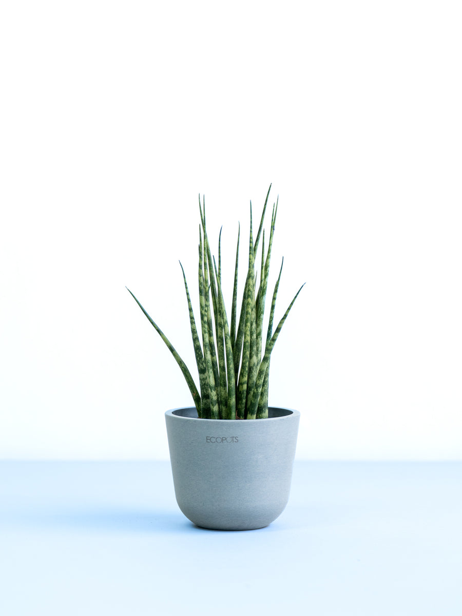 サンスベリア 3号 | 観葉植物の通販 AND PLANTS (アンドプランツ)