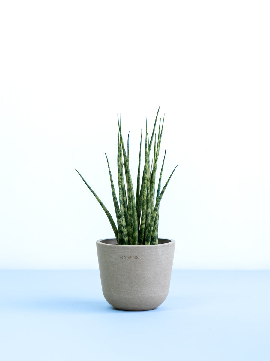 サンスベリア・ファーンウッド・ミカド | 観葉植物の通販 AND PLANTS