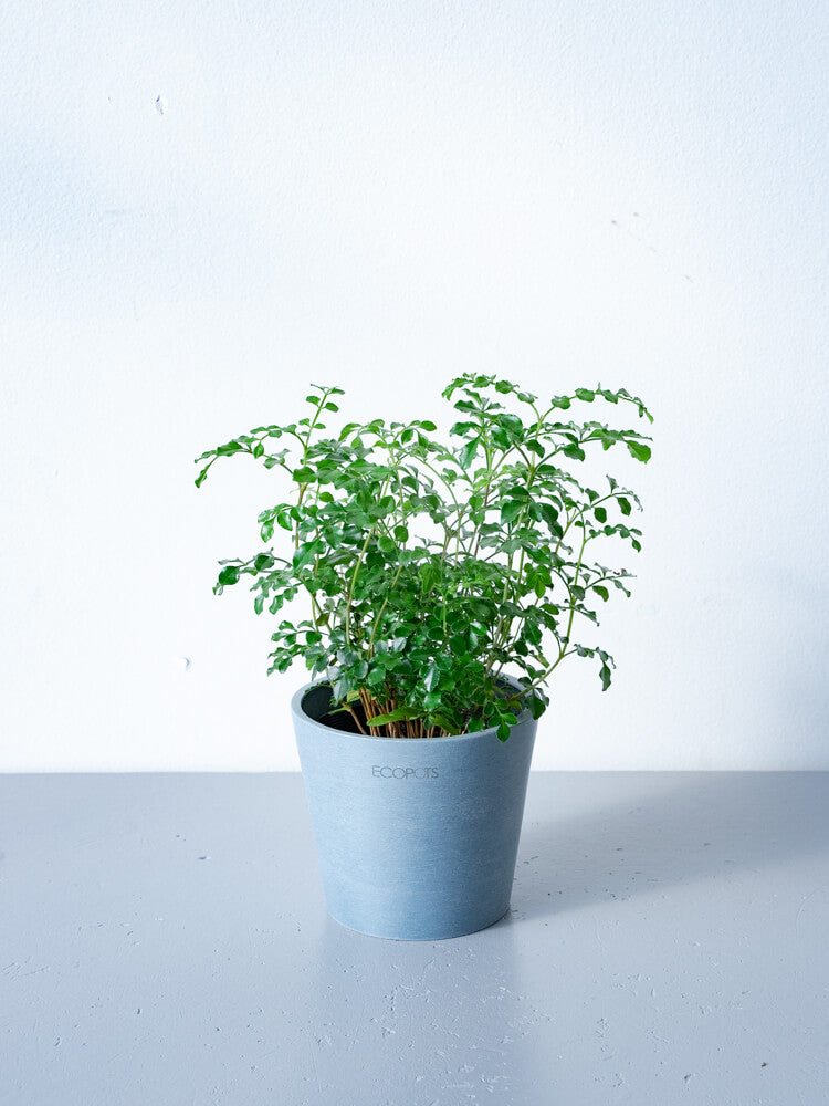 シマトネリコ 3号 | 観葉植物の通販 AND PLANTS (アンドプランツ)