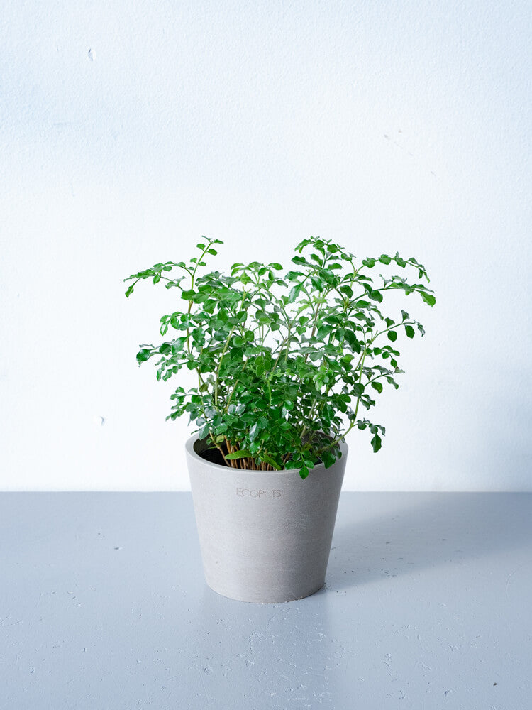 シマトネリコ Table-S| 観葉植物通販 AND PLANTS (アンドプランツ)
