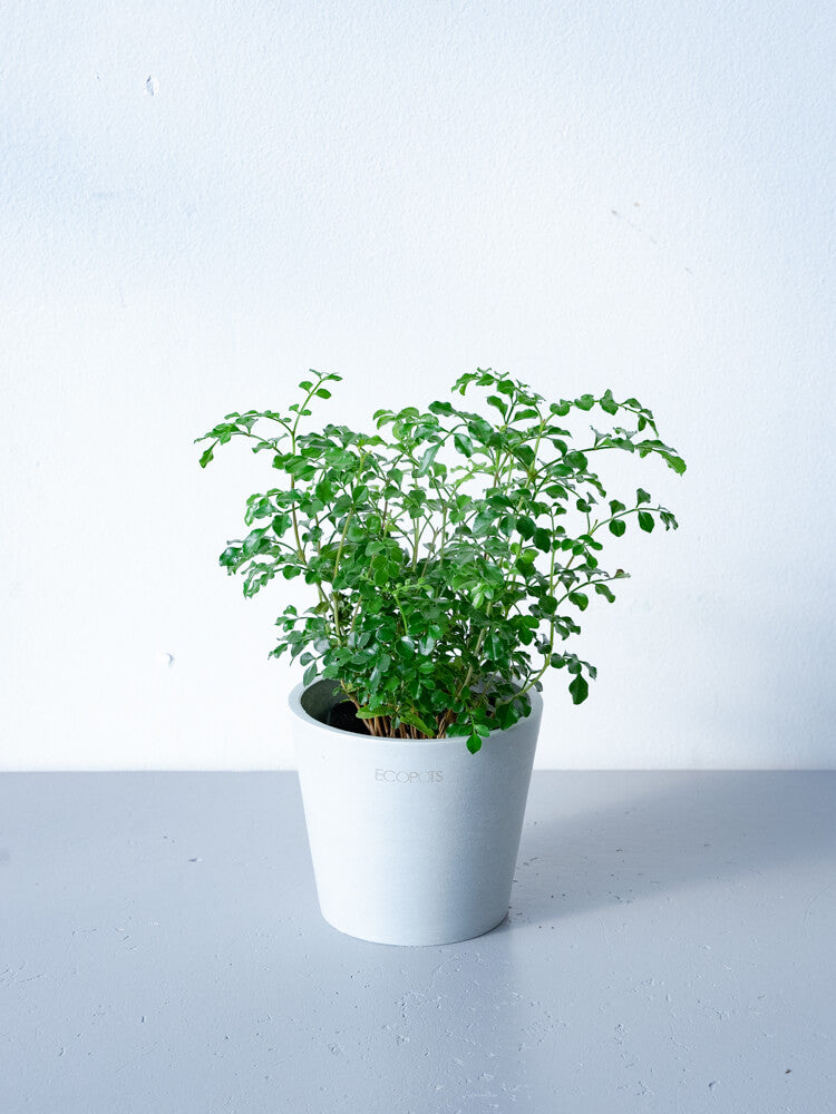 シマトネリコ 3号 | 観葉植物の通販 AND PLANTS (アンドプランツ)