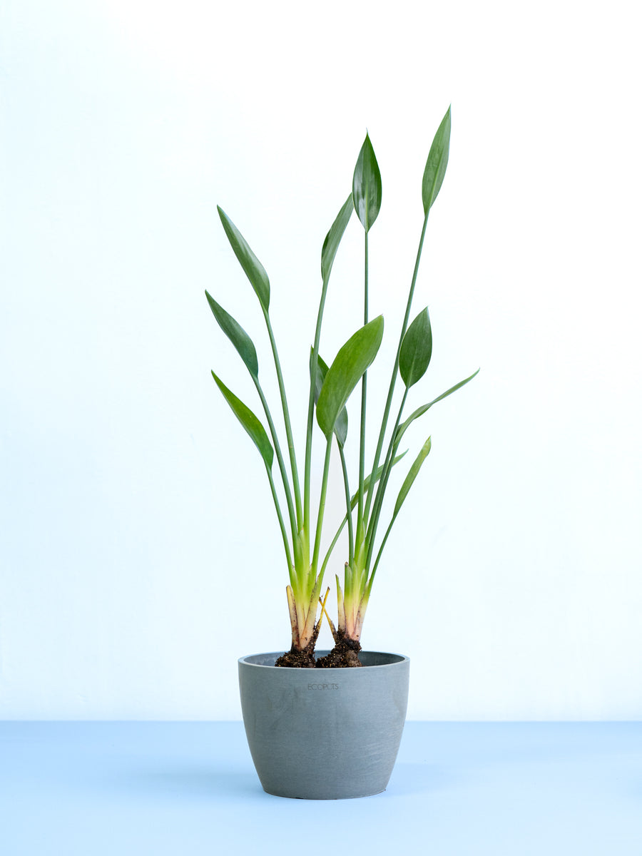 ストレリチア・ノンリーフ | 観葉植物の通販 AND PLANTS (アンドプランツ)