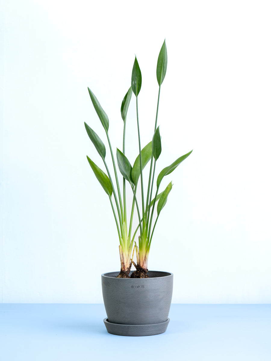 ストレリチア・ノンリーフ | 観葉植物の通販 AND PLANTS (アンドプランツ)
